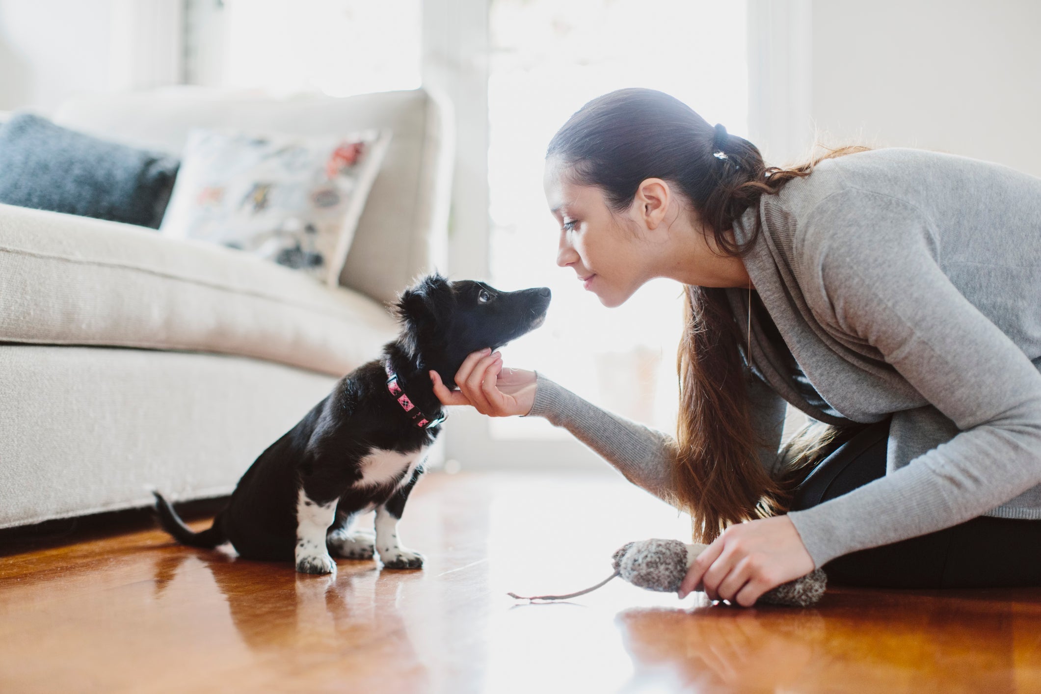 Não sabe como lidar com cachorro carente demais? Adestramento pode ser a solução
