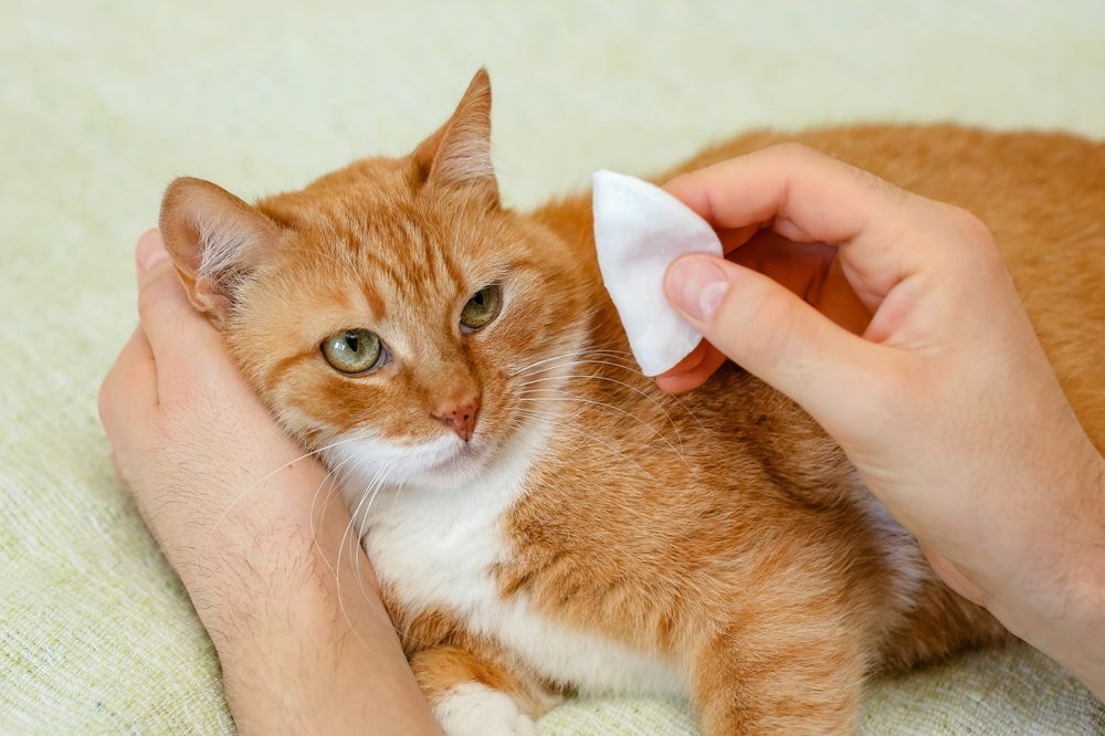 Para limpar orelha de gato, um algodão e um removedor de cera veterinário são suficientes