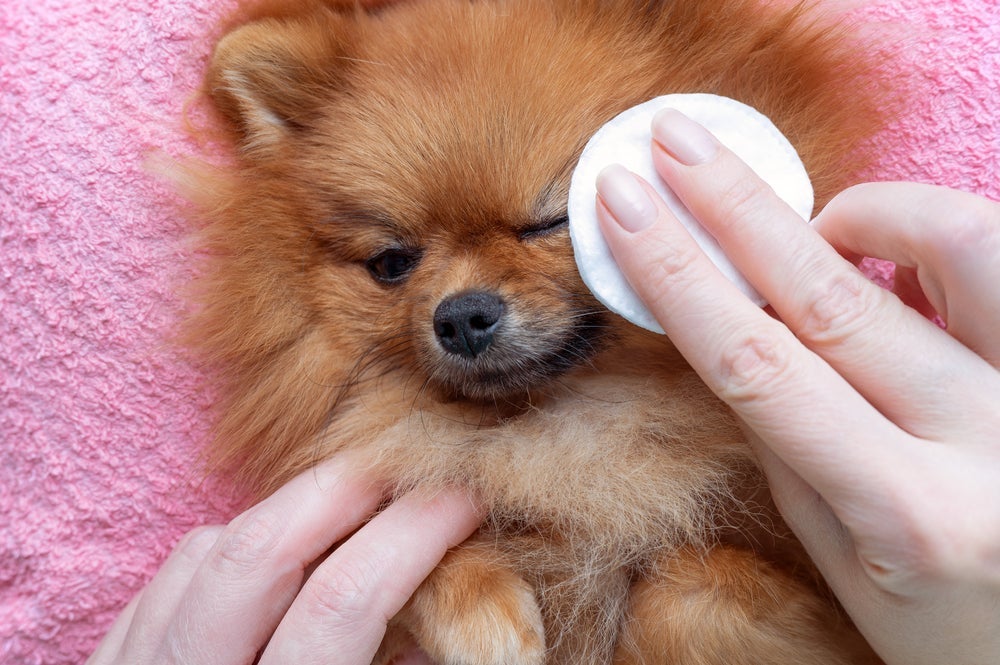 Limpar remela de cachorro: sempre use gazes diferentes para a limpeza de cada olho