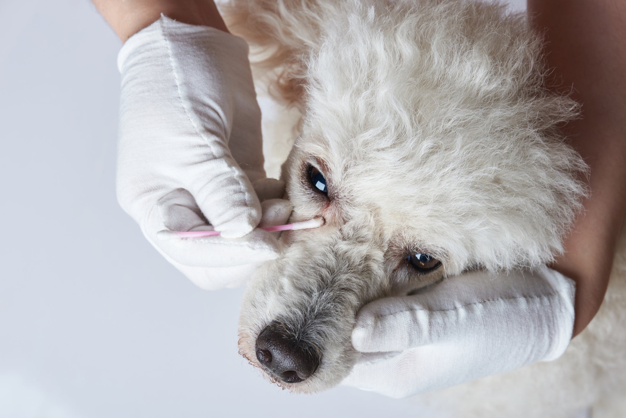 A remela no olho de cachorro deve ser empurrada para fora do olho