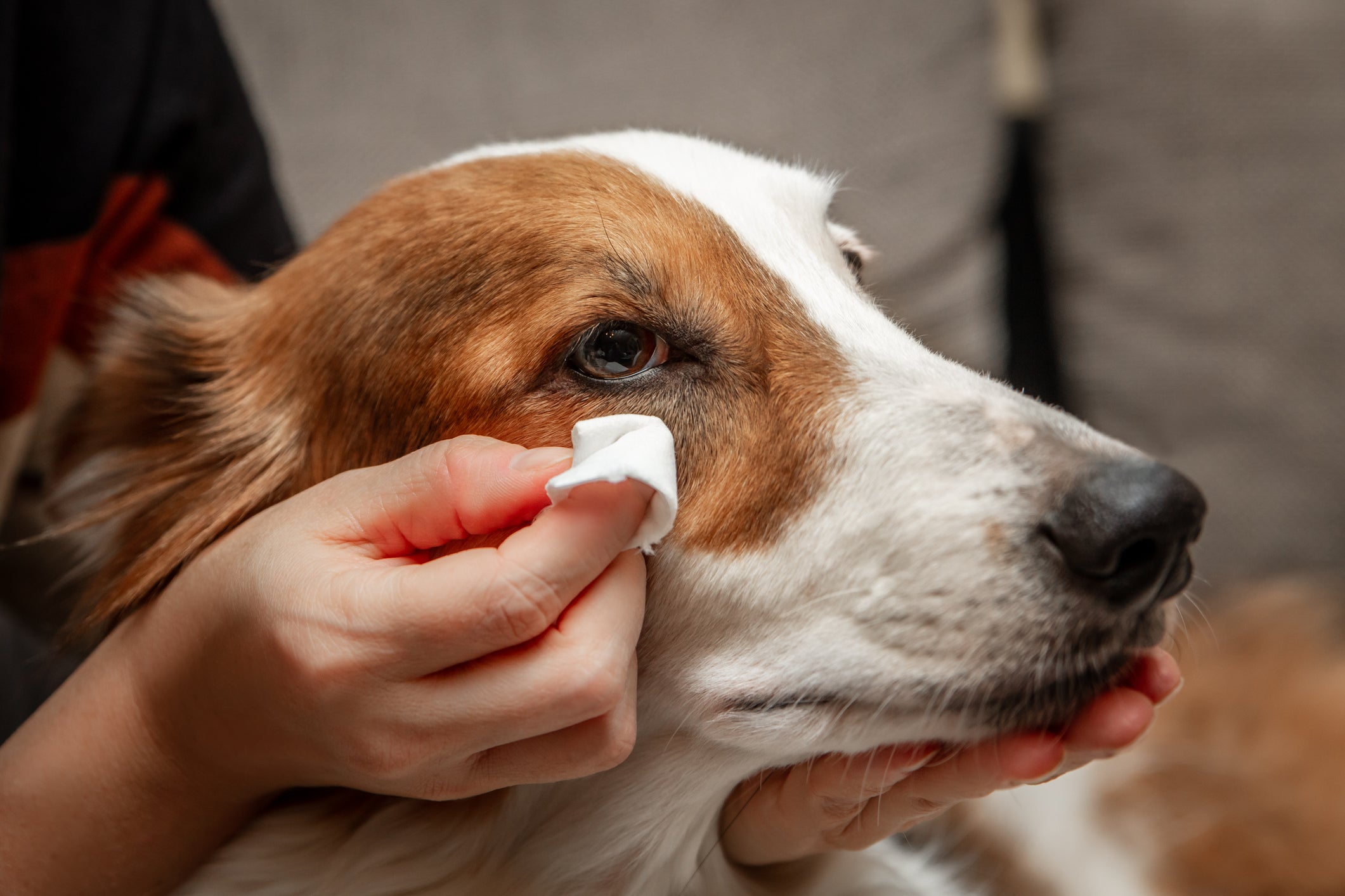 Como limpar olho de cachorro: algodão, gaze e soro fisiológico são os produtos que devem ser usados