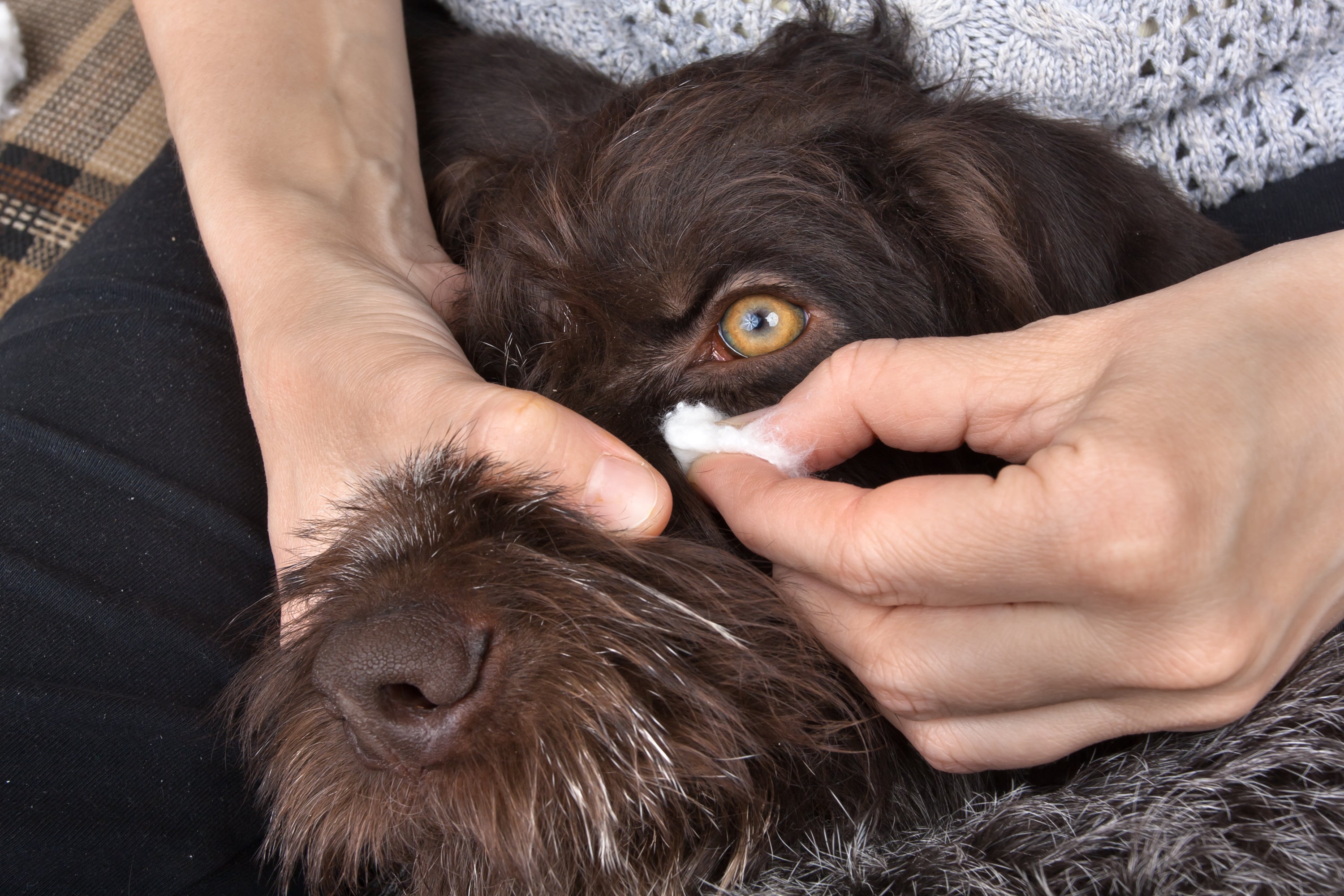 Para saber como limpar olho de cachorro, não esqueça de secar a área no final