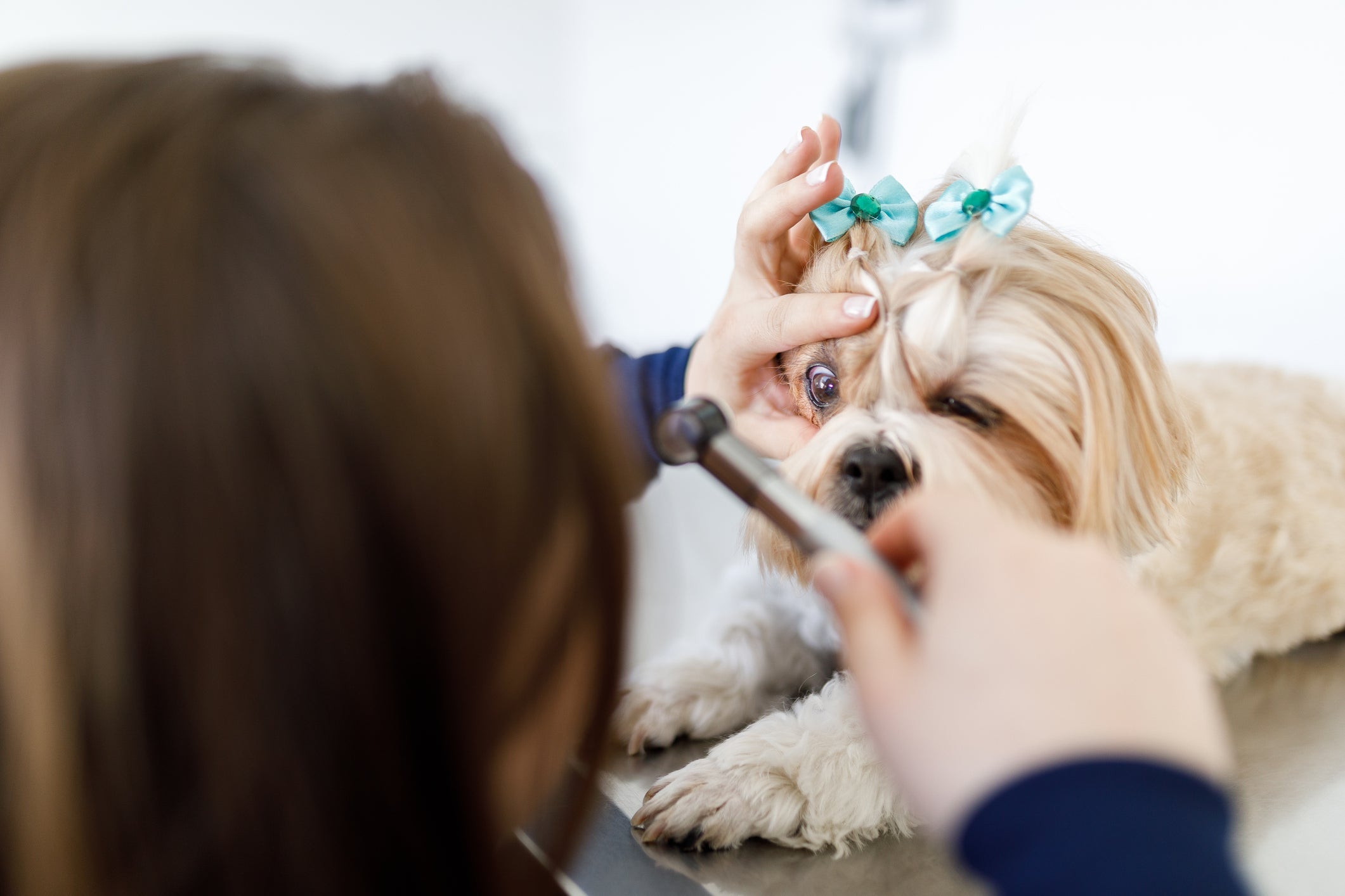 Olho de cachorro remelando e lacrimejando com frequência deve ser avaliado por um especialista