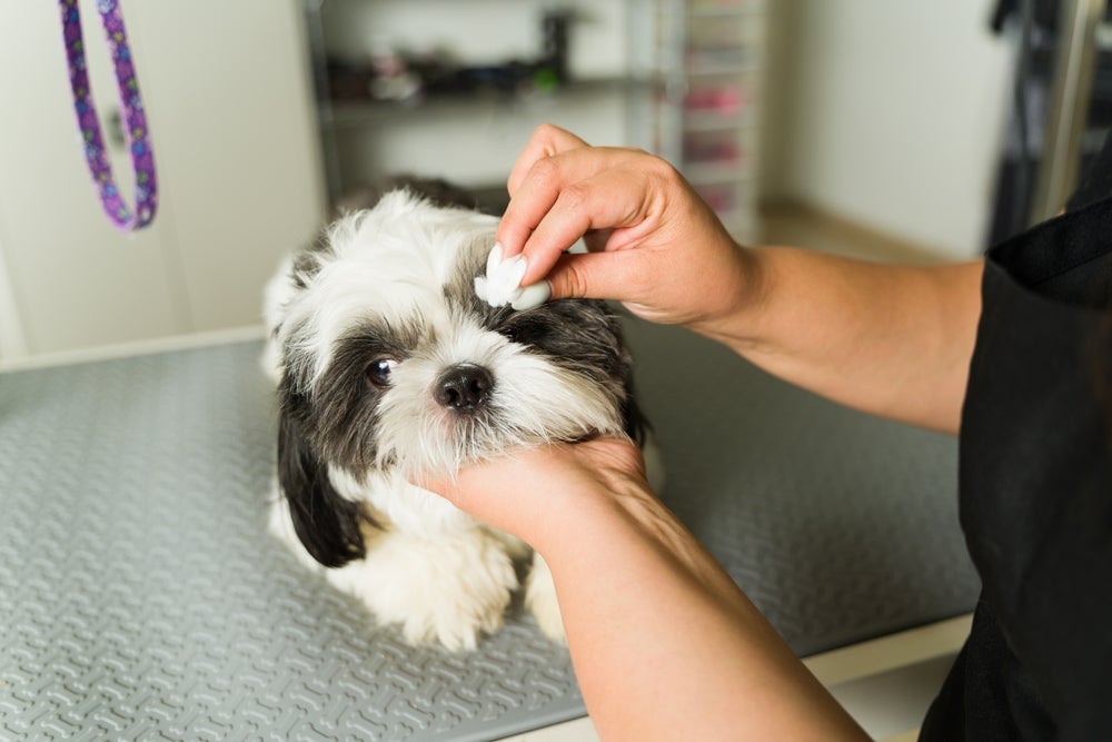 Cachorro com olho remelando requer uma rotina de limpeza, principalmente se for uma raça braquicefálica