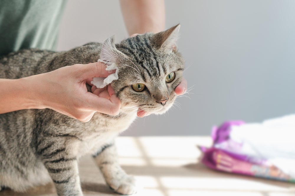 Como limpar orelha de gato? Esse hábito é fundamental para evitar doenças e deve ser feito menos uma vez por mês.