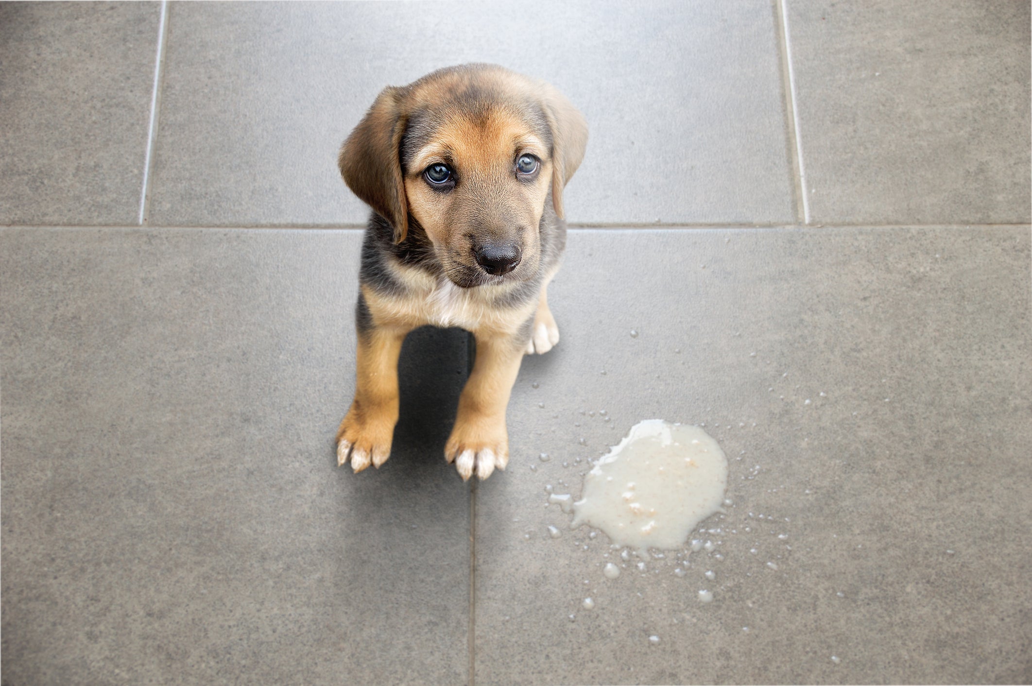 O cachorro vomitando tem causas variadas e precisa ser acompanhado pelo tutor
