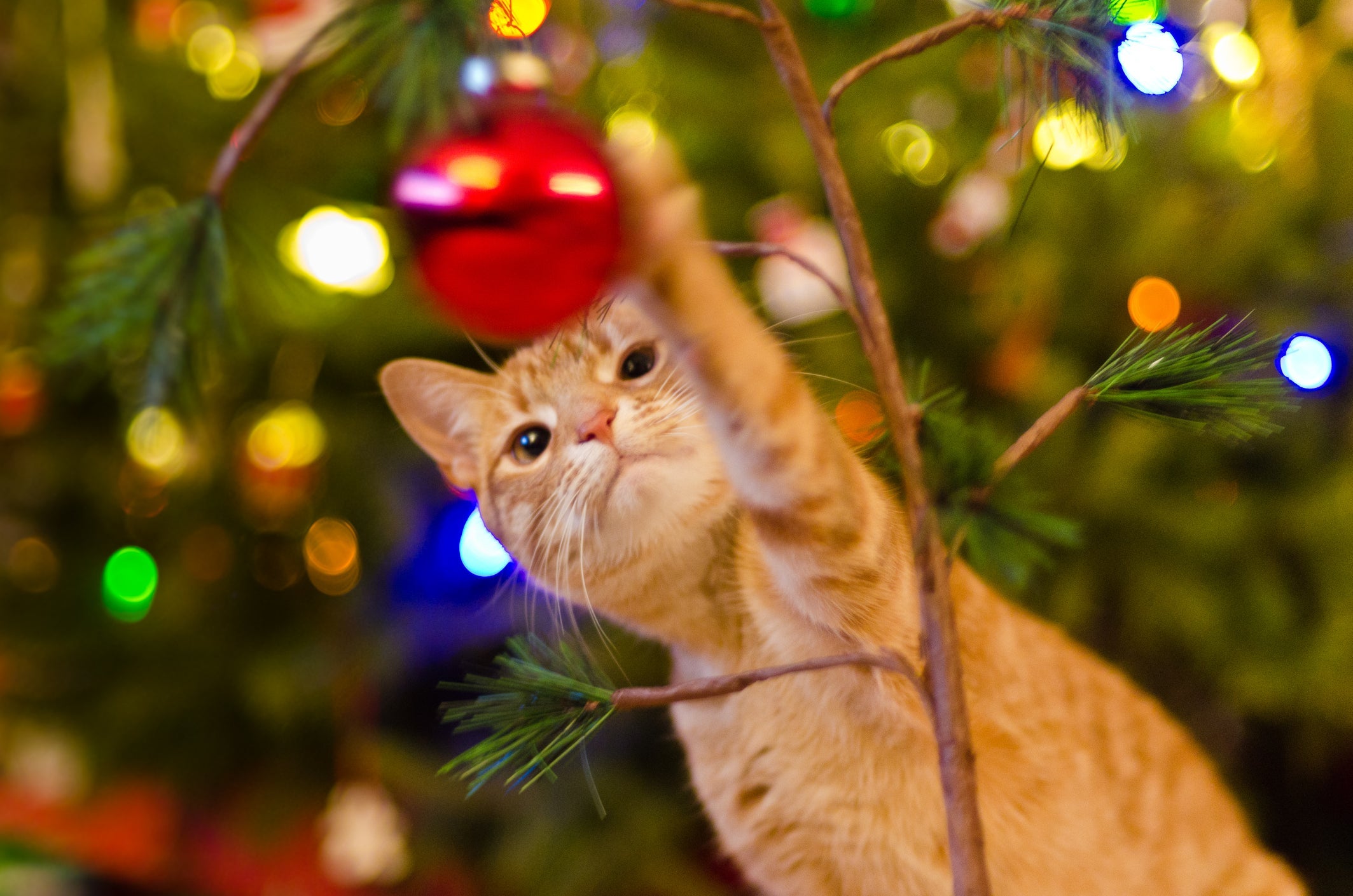 Em vez de bolas de Natal de vidro, que são chamativas por refletirem a luz, podem quebrar e cortar seu gato, pendure bolas de plástico.