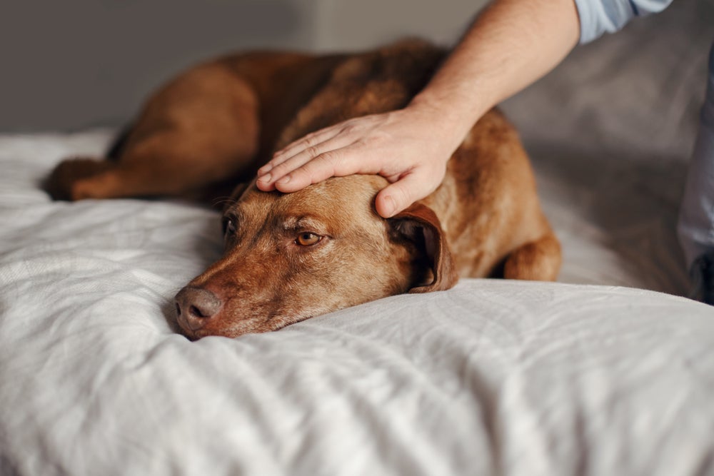 Durante o luto, cachorro normalmente fica mais apático e sem apetite