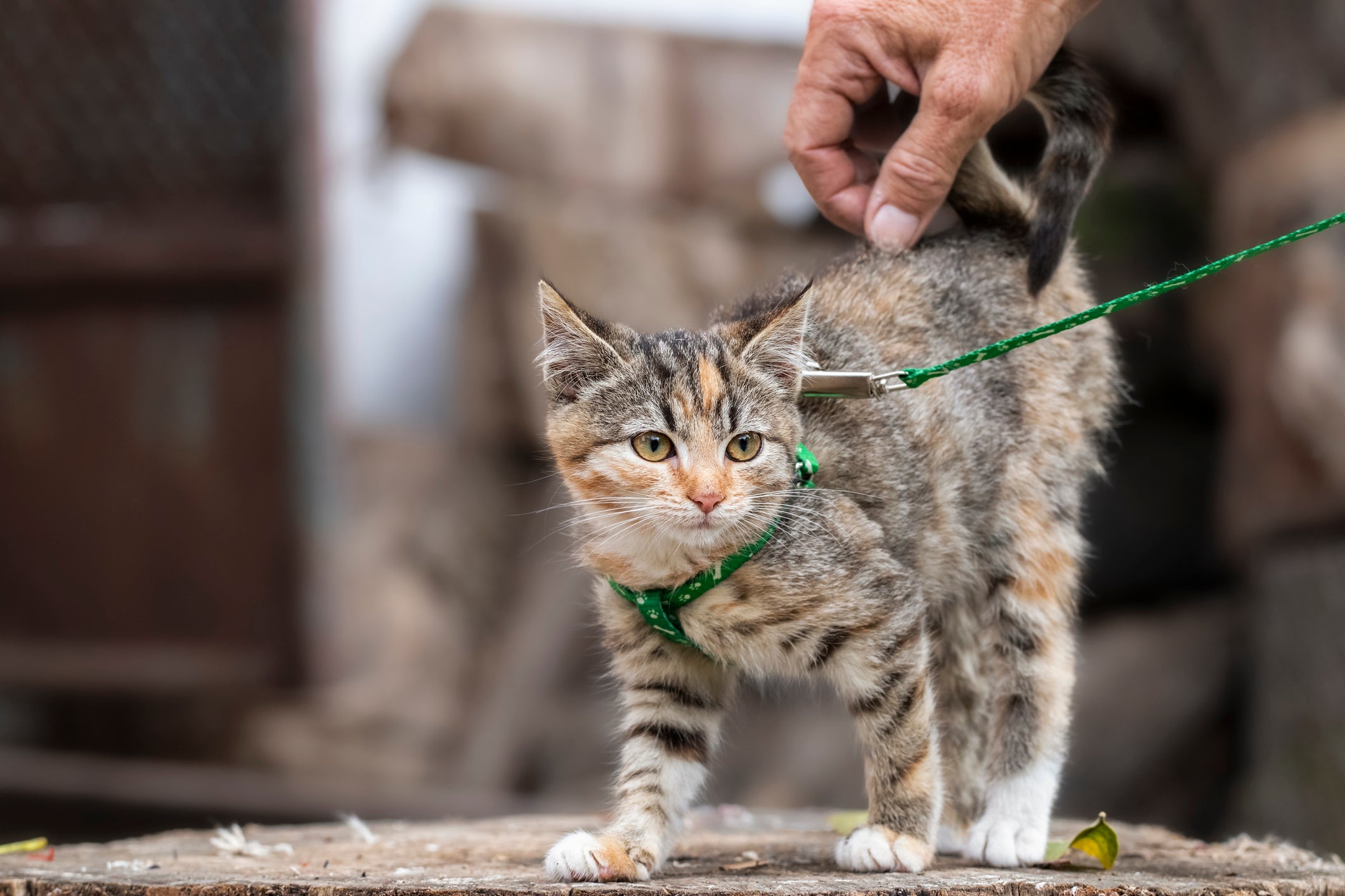 A coleira para gato passear é um dos melhores acessórios para garantir o bem-estar do seu amigo