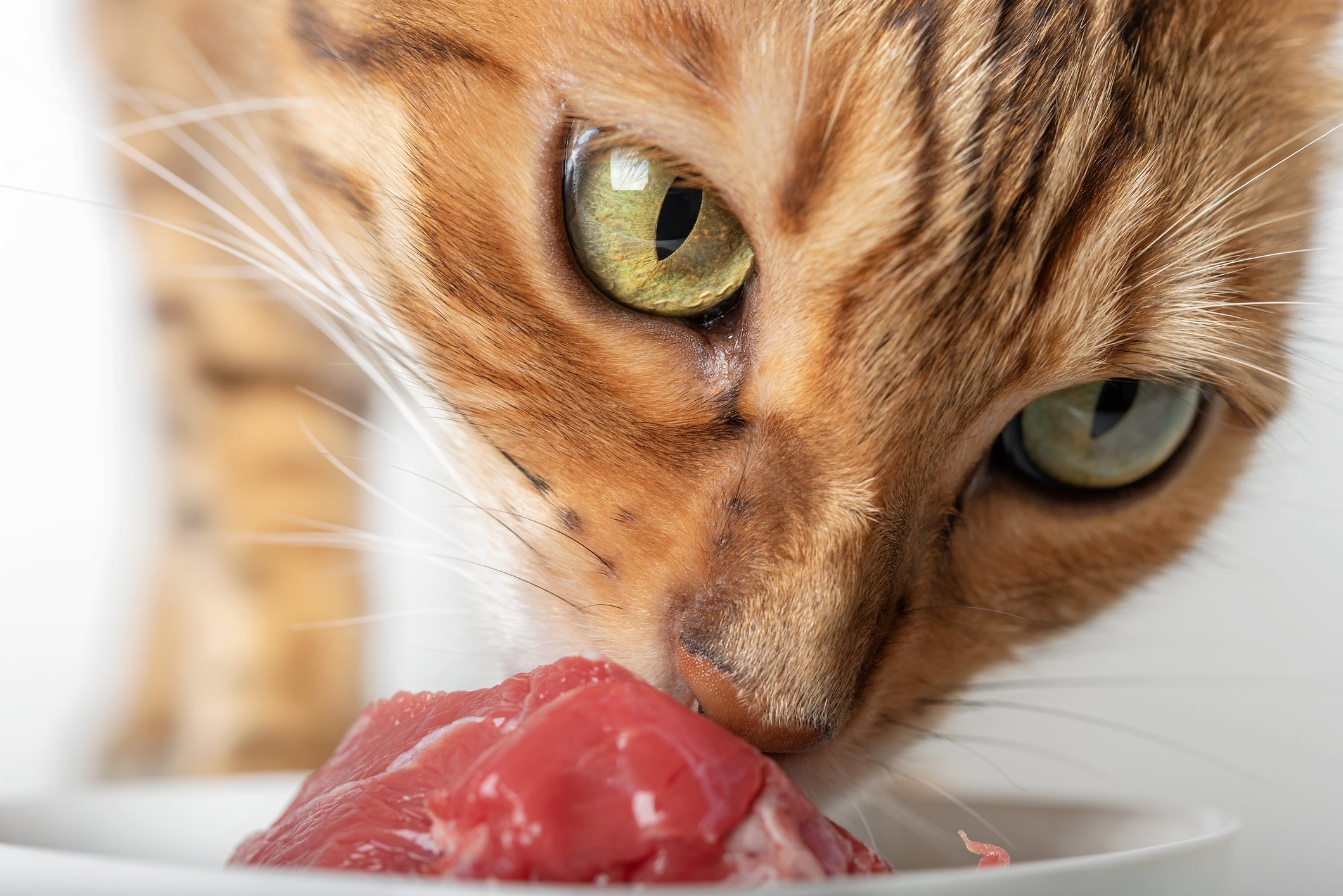 Toxoplasmose: o consumo de carne crua é uma das principais causas da doença. Fique atento à alimentação do seu gatinho!