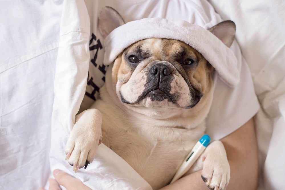 Como saber se o cachorro está com febre nem sempre é fácil, procure um veterinário em casos de suspeitas