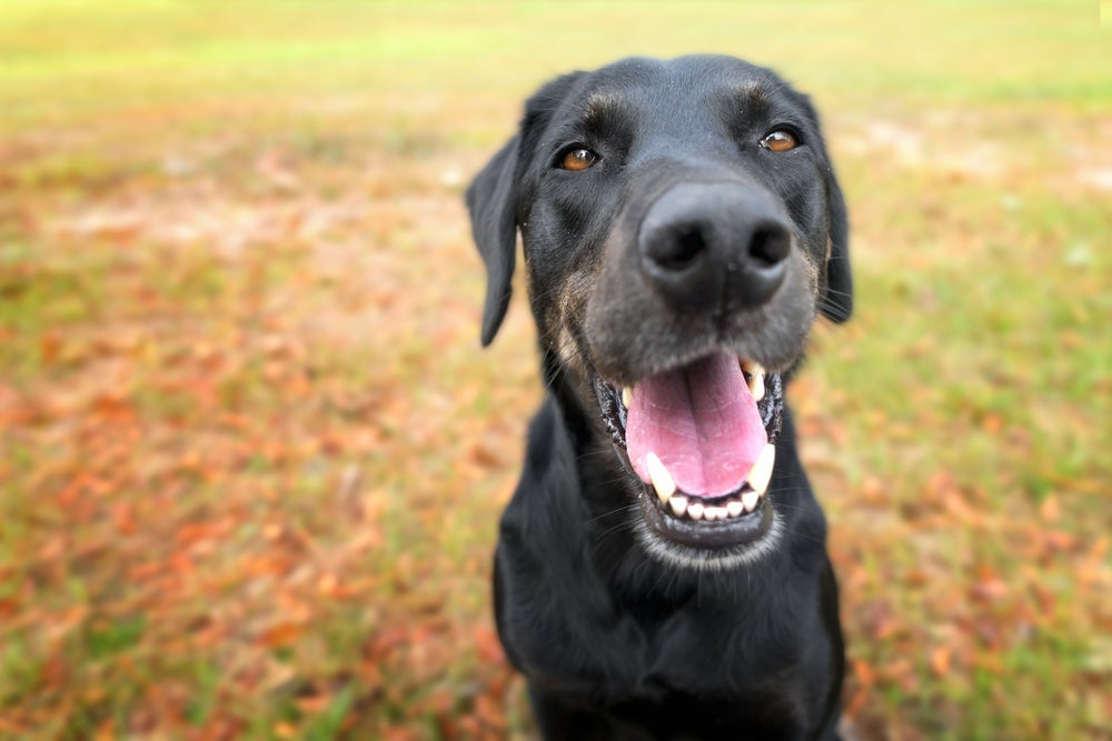Os dentes do cachorro adulto têm a forma mais arredondada e com alguns níveis de desgaste, dependendo da idade do animal