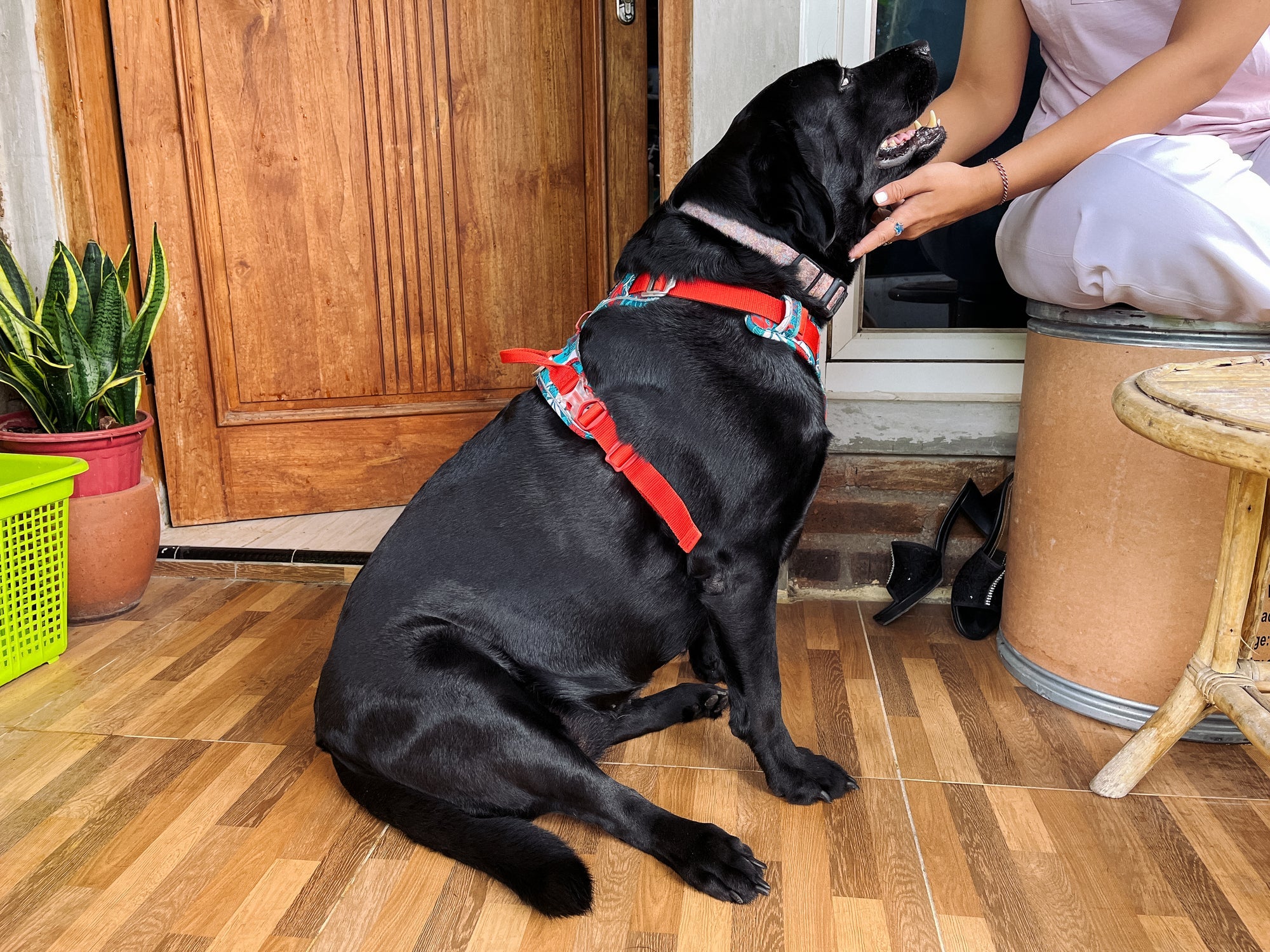 Indicada para todos os portes, a coleira peitoral é considerada a melhor escolha para cachorros grandes