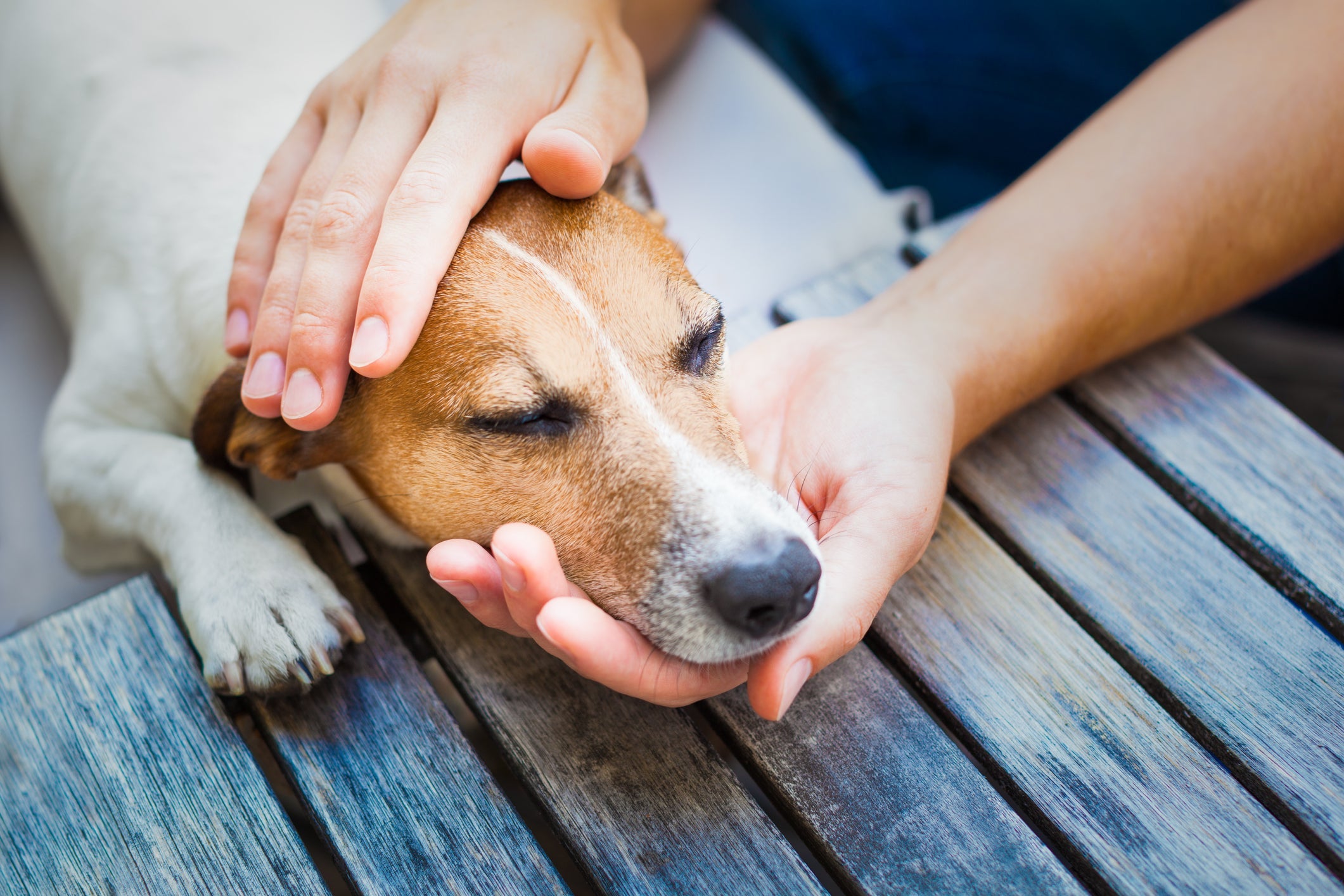 Cachorro vomitando, com diarreia ou febre é um sinal de que a saúde do pet precisa de cuidados