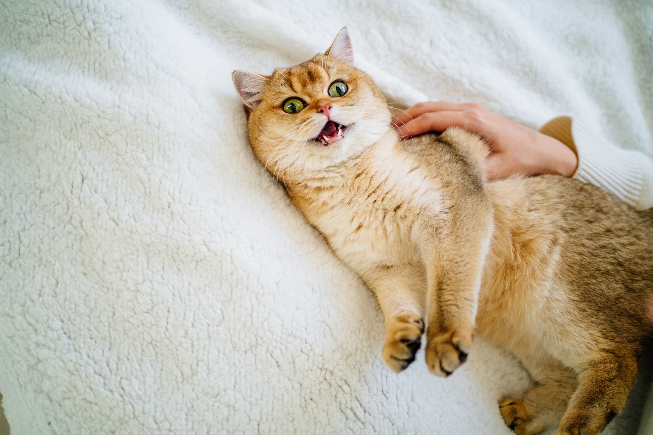 Gato filhote miando muito pode ser dor, tristeza ou fome
