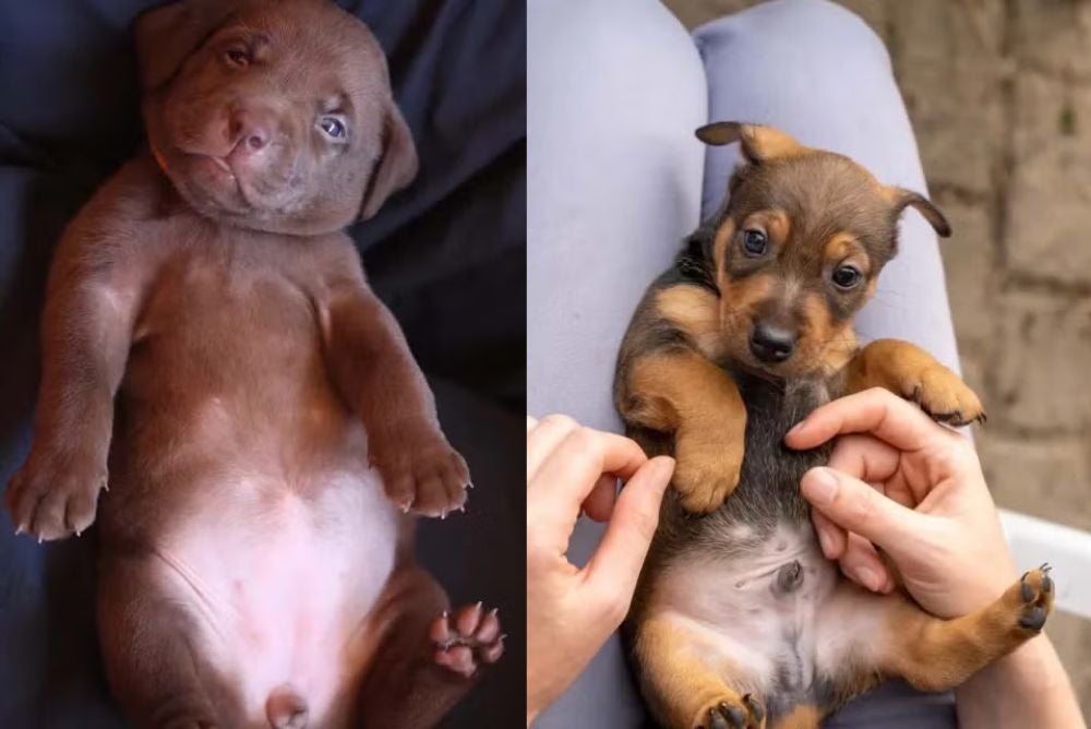 Observar o abdômen e genitália do cachorro macho e fêmea é uma ótima dica