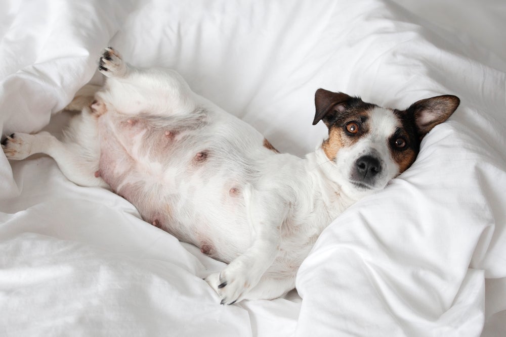Se estiver no cio, cachorro fica com as mamas inchadas