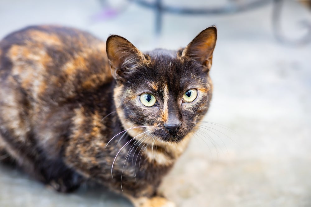 O escaminha é um padrão de gato bicolor que normalmente atinge as fêmeas