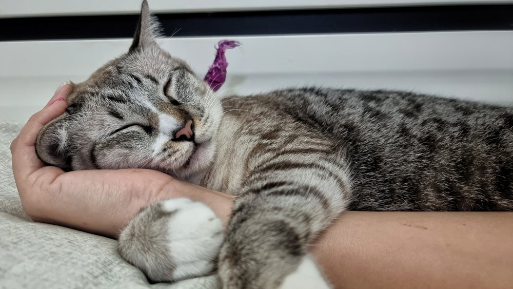 Quando um gato te escolheu, ele sempre vai querer ficar do seu lado