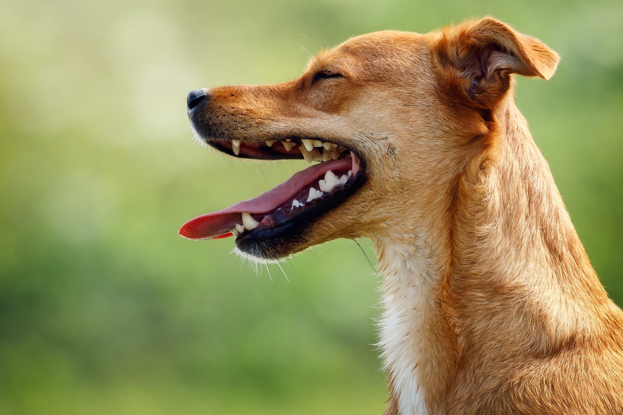 Um cachorro saudável deve ter pelagem brilhante, hálito suportável, dentes limpos e com apetite regular