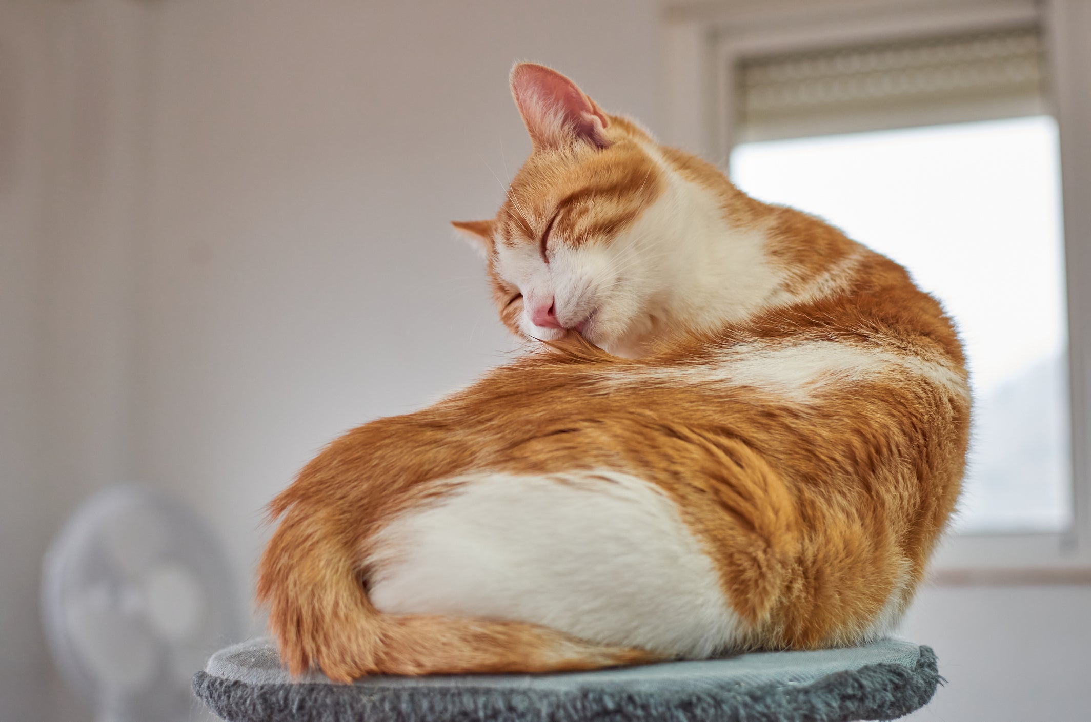 O tempo do gato no cio muda para machos e fêmeas
