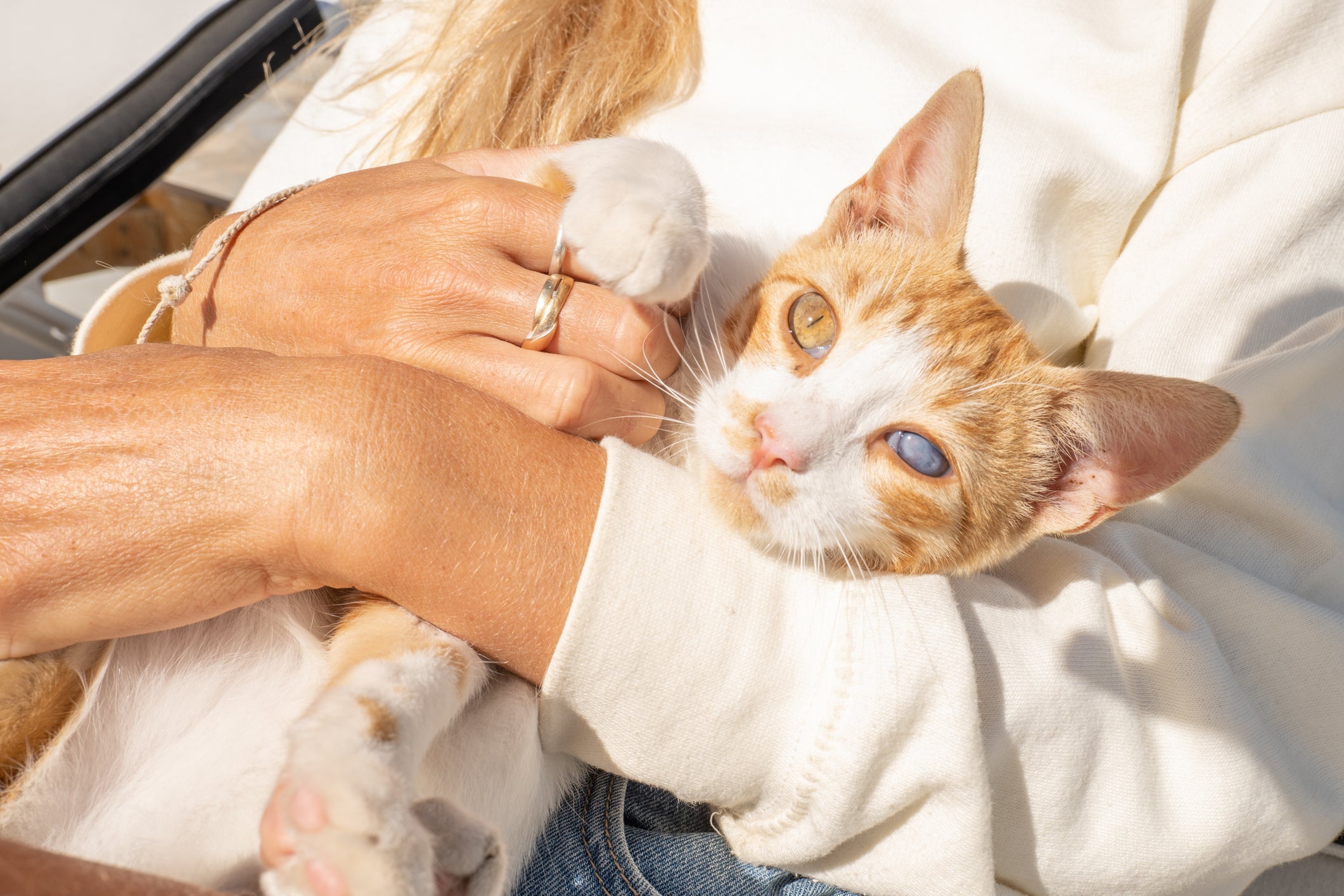 O gato cego terá o olfato e tato mais aprimorados para se adaptar mesmo com a deficiência