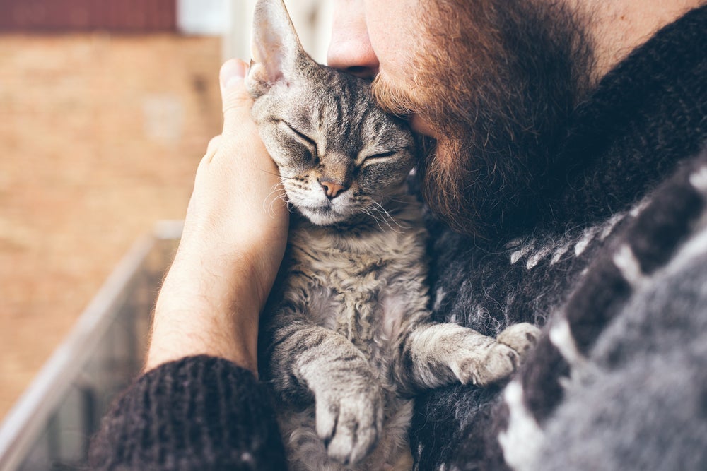 Como segurar gato do jeito certo: o veterinário sabe a melhor forma de como imobilizar o pet para vacinar, mas o tutor pode ser requisitado a ajudar
