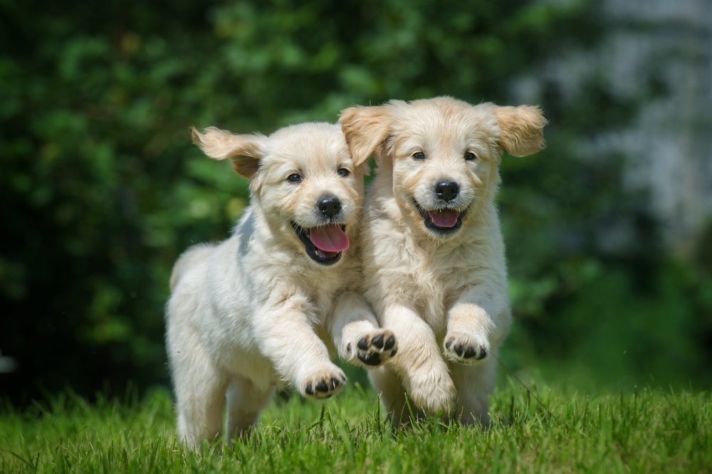 Para saber como socializar cachorros que moram na mesma casa, é preciso ter tempo e paciência.