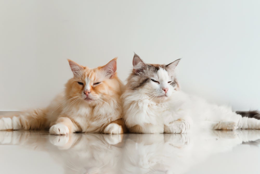 Coloque um gato na frente do outro, mas esteja a postos caso precise agir rapidamente