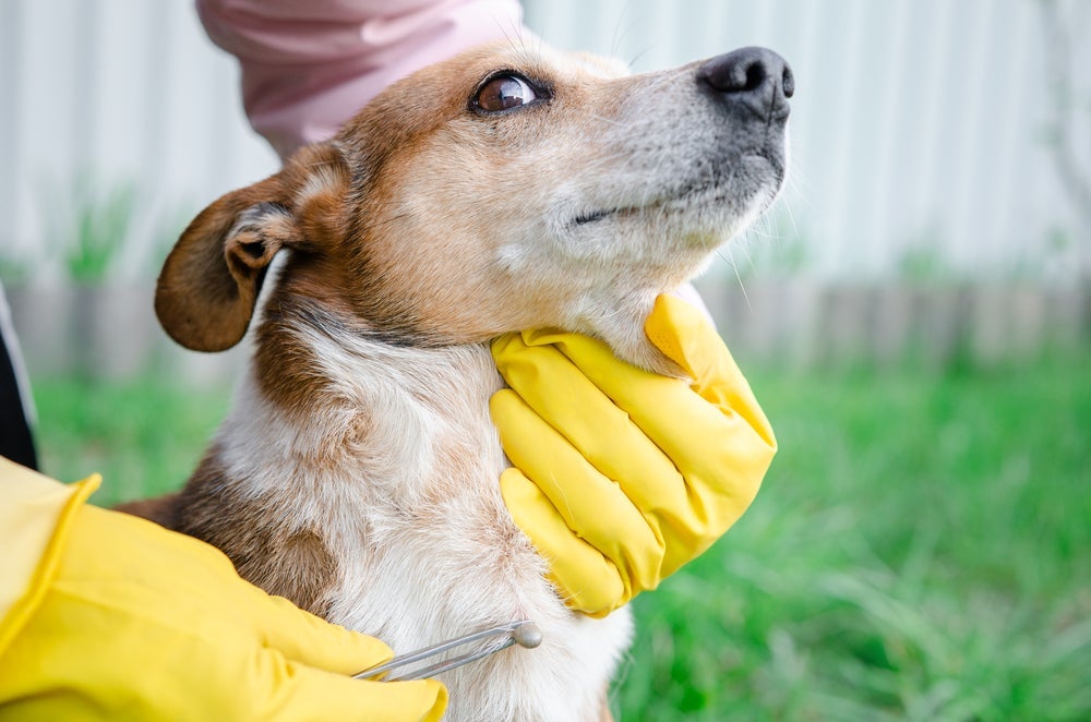 Remover carrapato de cachorro com pinça é um método efetivo, mas deve ser feito do jeito certo