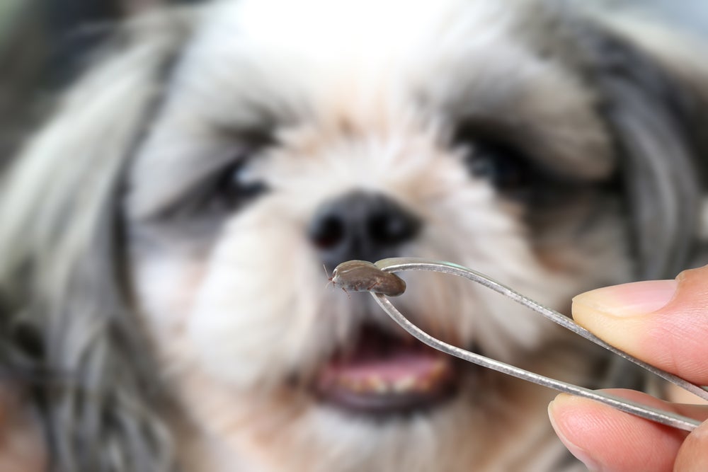 Como matar carrapato de cachorro? Shampoos, pinças e remédios caseiros para usar em casa ajudam a acabar com o problema.