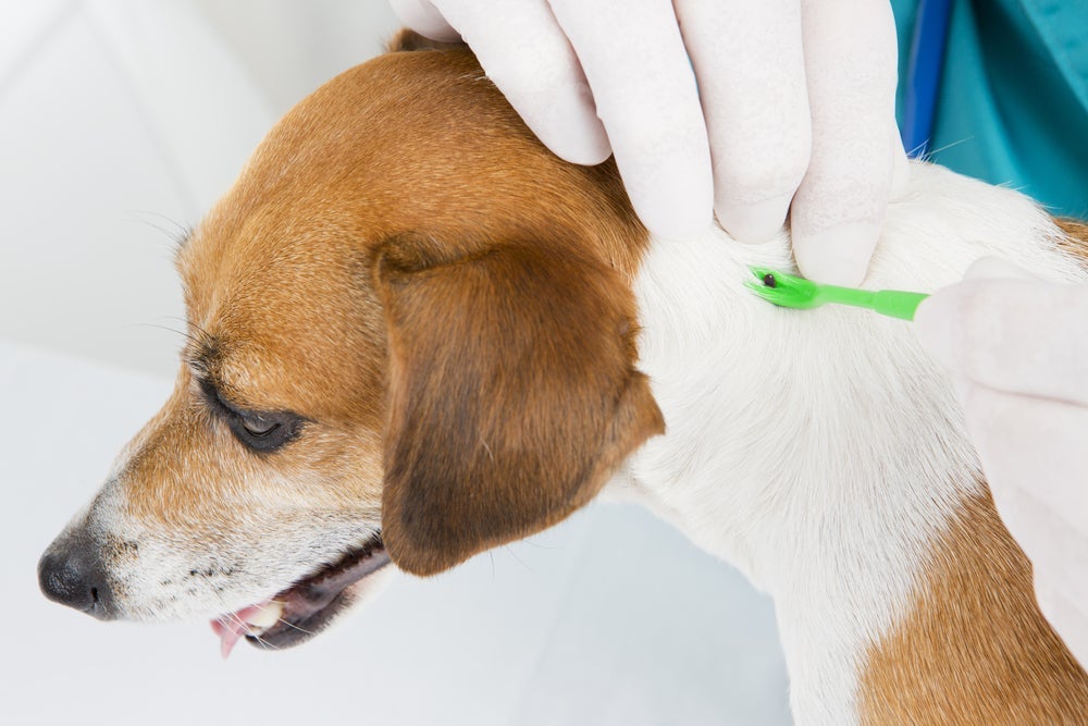 O carrapato de cachorro deve ser removido com cautela
