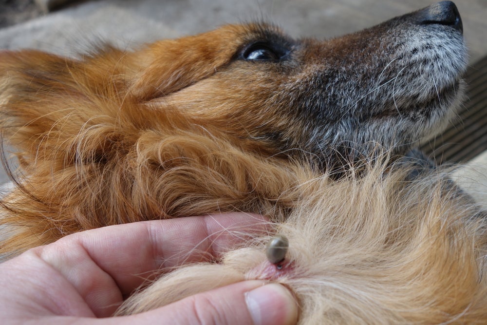 O remédio de carrapato para cachorro ajuda a evitar infestações
