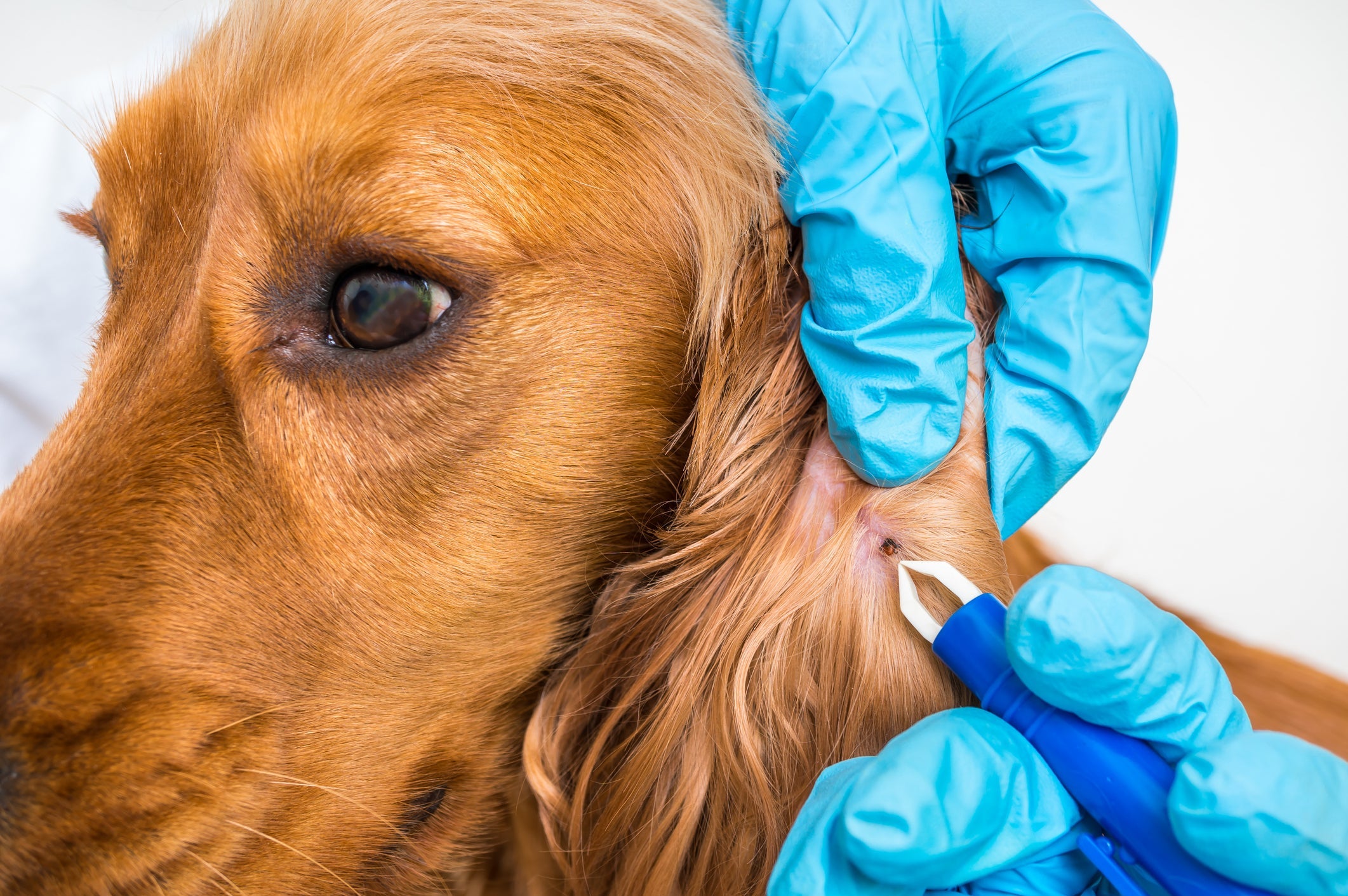 Para sua segurança, use luvas para tirar carrapato de cachorro