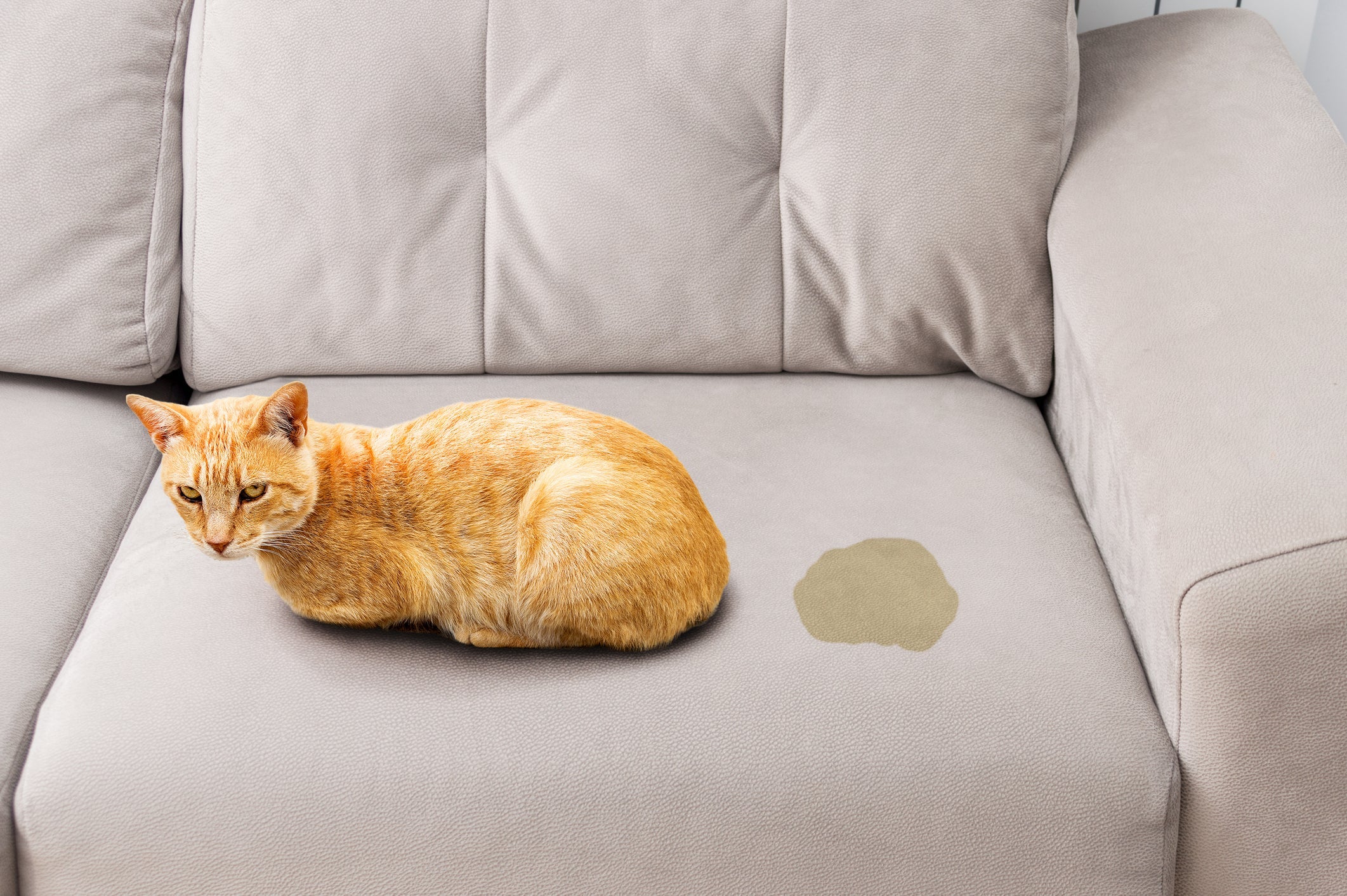 Como tirar cheiro de xixi de gato do sofá: o ideal é nunca esfregar a região afetada