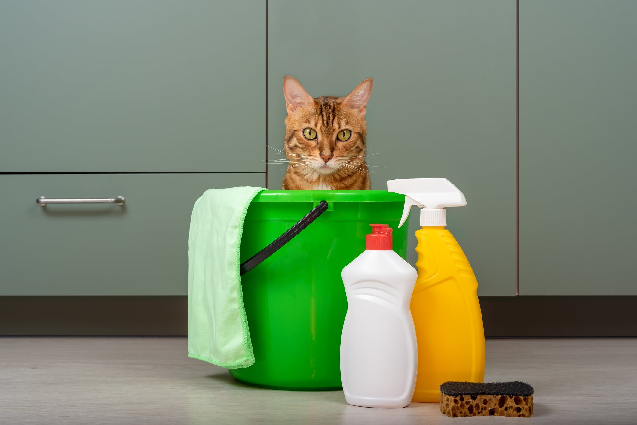 Para saber como tirar o cheiro de xixi de gato da casa, use produtos específicos para isso