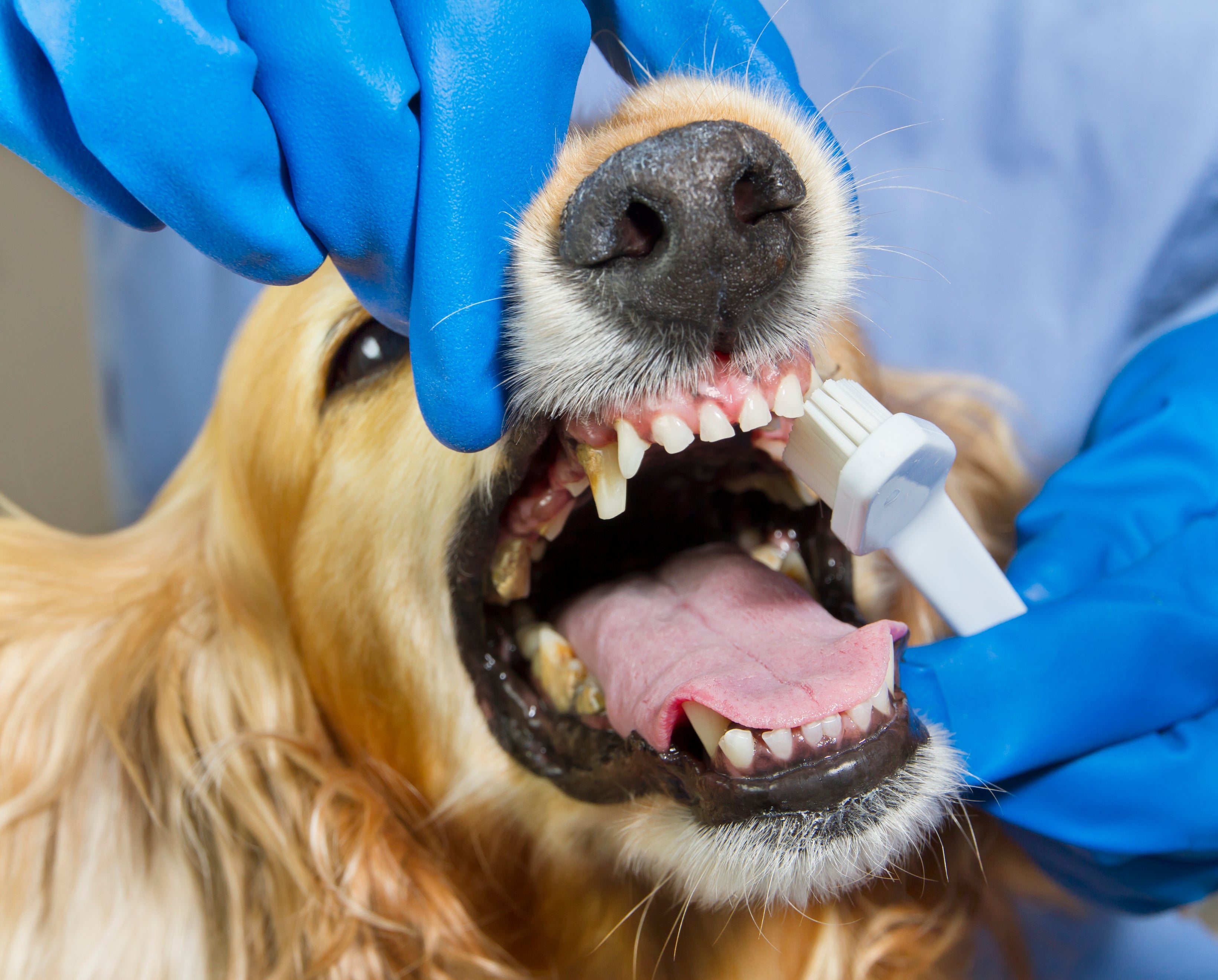 Durante a cirurgia para tirar tártaro, cachorro precisa de anestesia e cada dentinho é avaliado