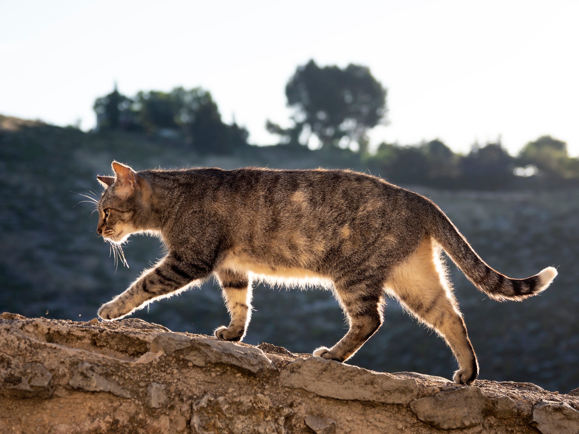 É essencial que o gato idoso se mantenha ativo para uma velhice mais tranquila