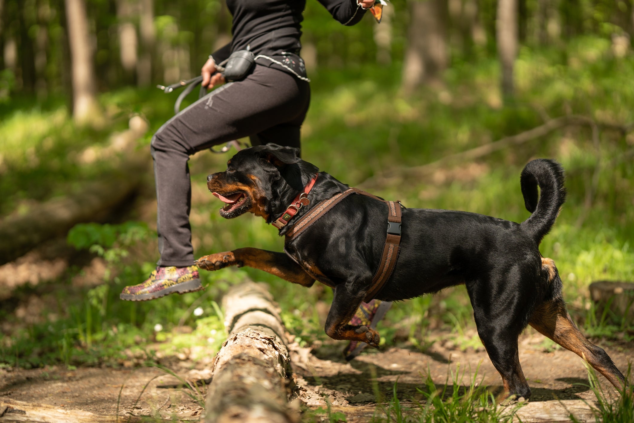 O Rottweiler é um cachorro de polícia super protetor e leal