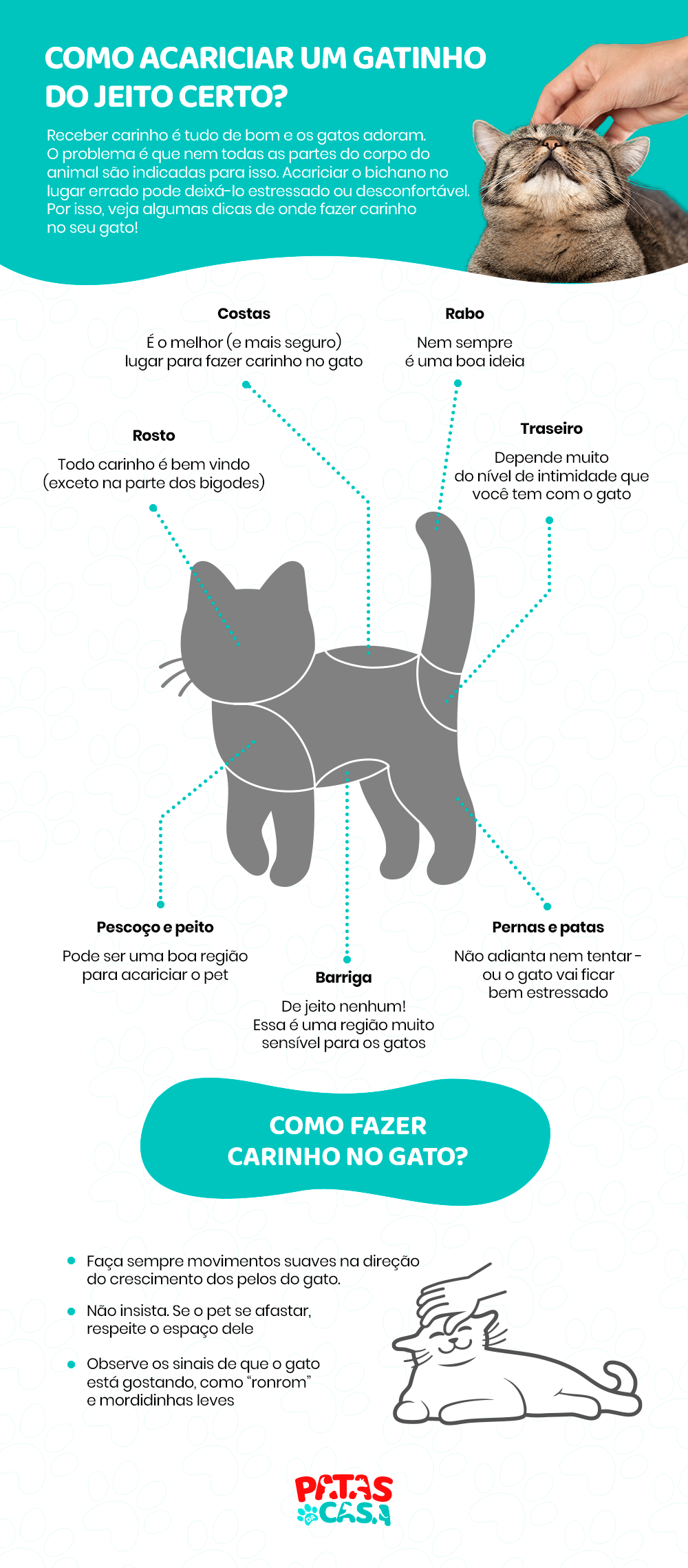 Veja algumas dicas de como fazer carinho no gato do jeito certo