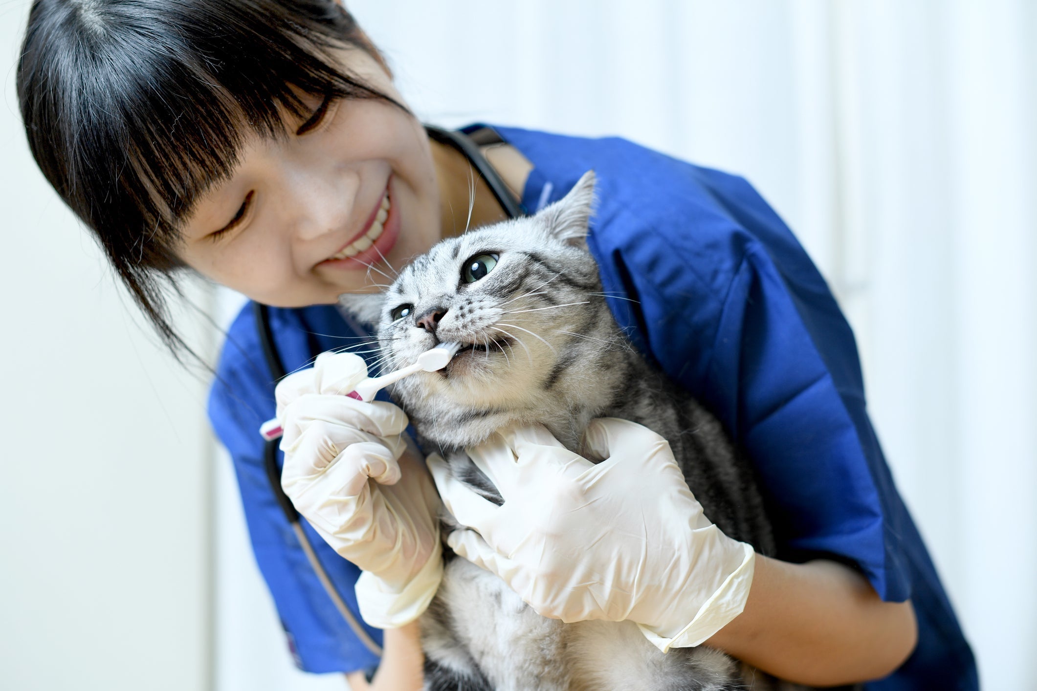 Escovar os dentes do gato vai ajudar a prevenir a gengivite estomatite felina e outros problemas bucais