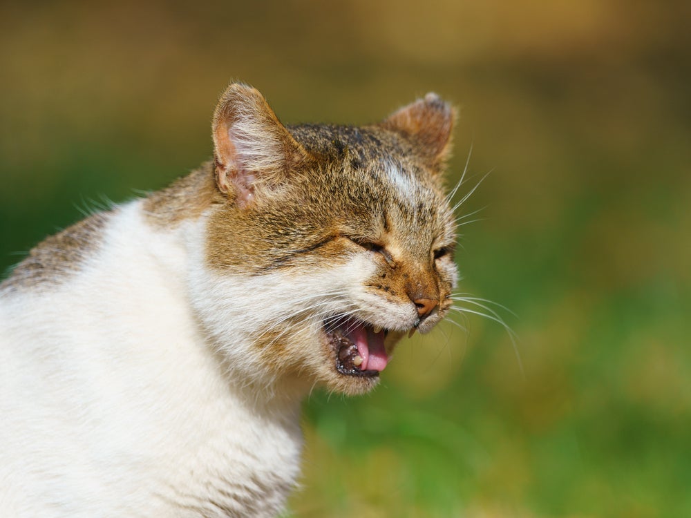 Boca de gato: um dos sintomas do complexo gengivo-estomatite felino é o mau hálito