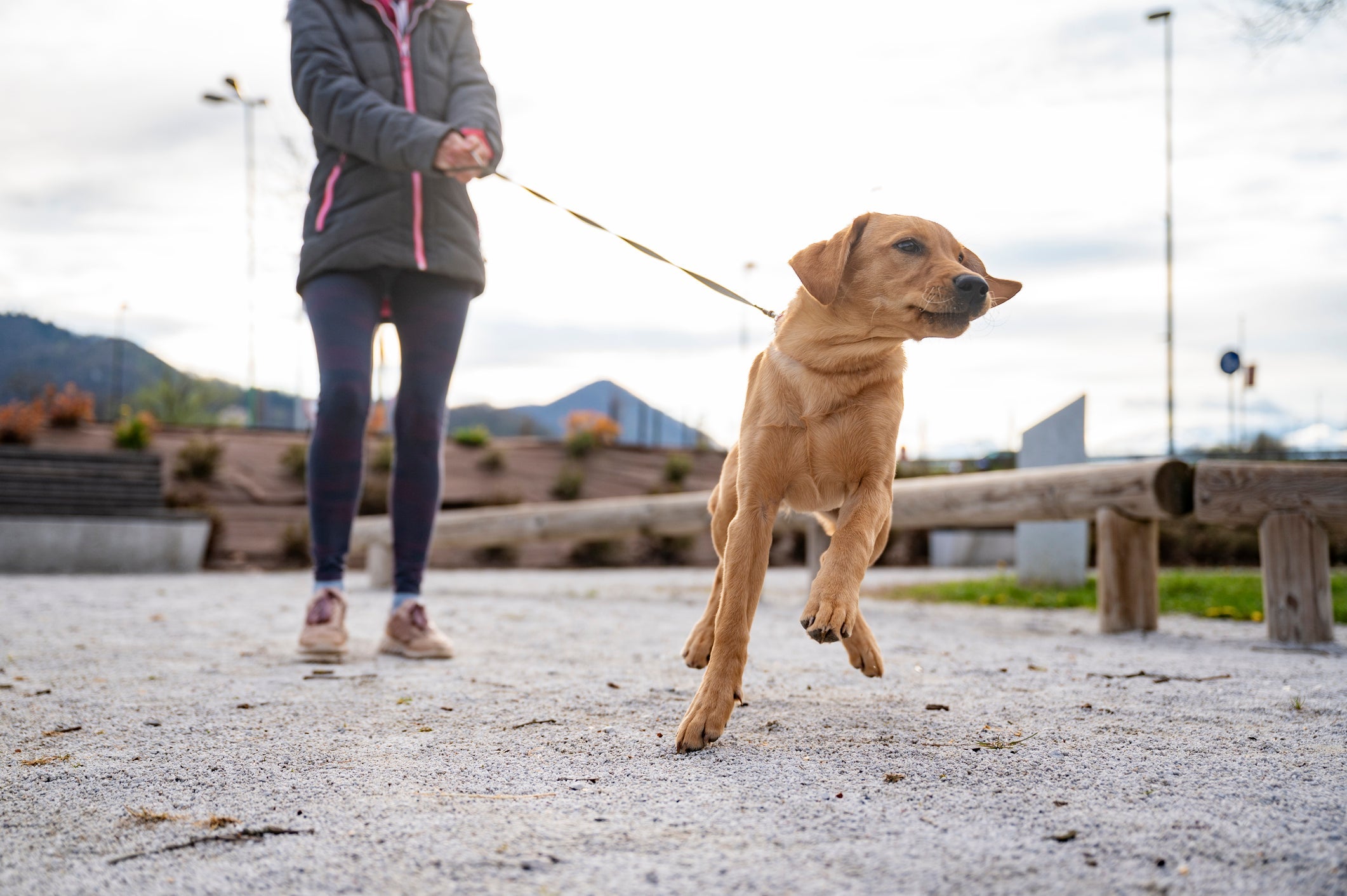 O cachorro puxando a coleira durante o passeio precisa de treinamento 