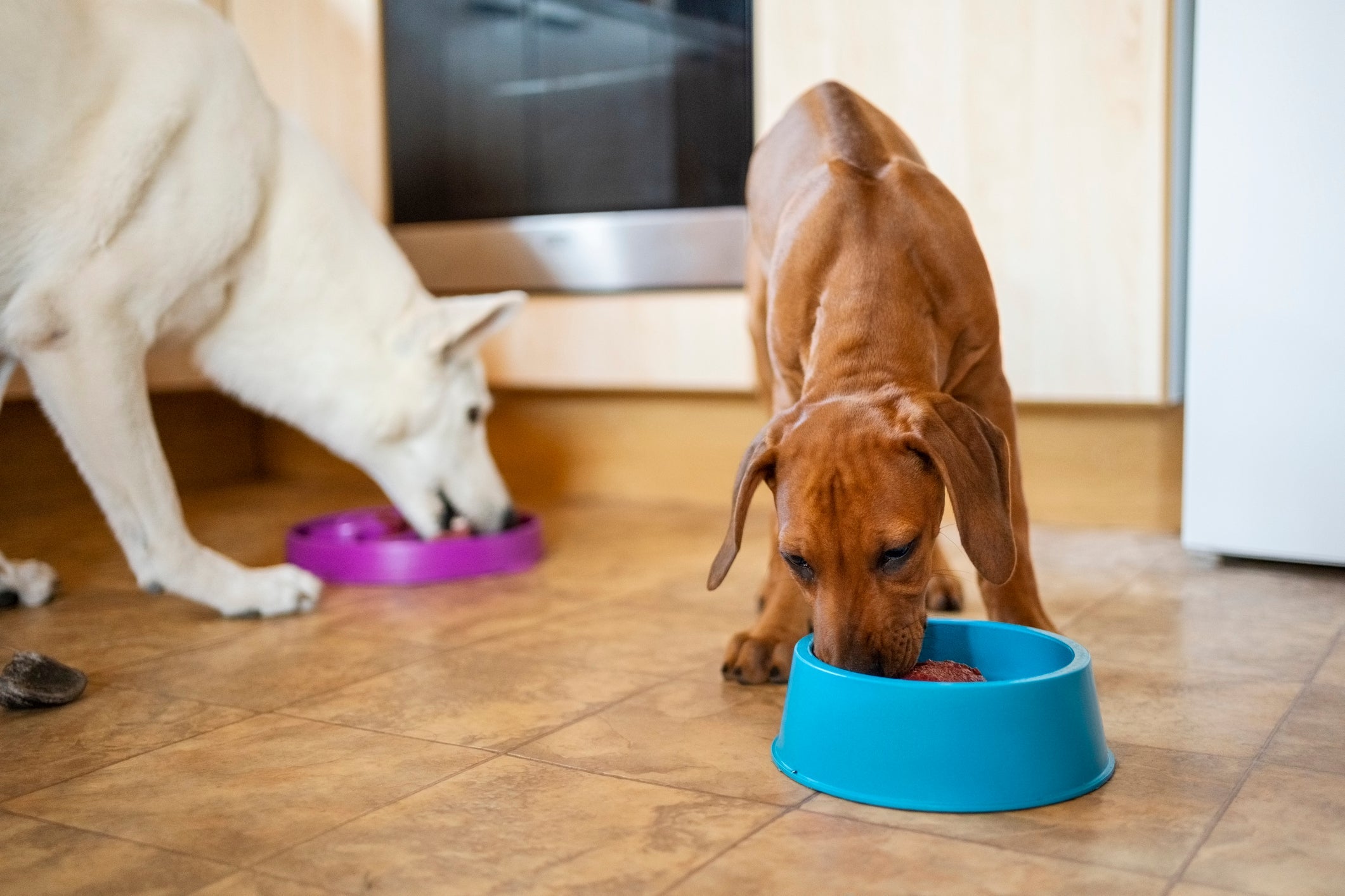 Sirva o sachê para cachorro substituindo ou complementando a ração seca, sem exagerar na porção!