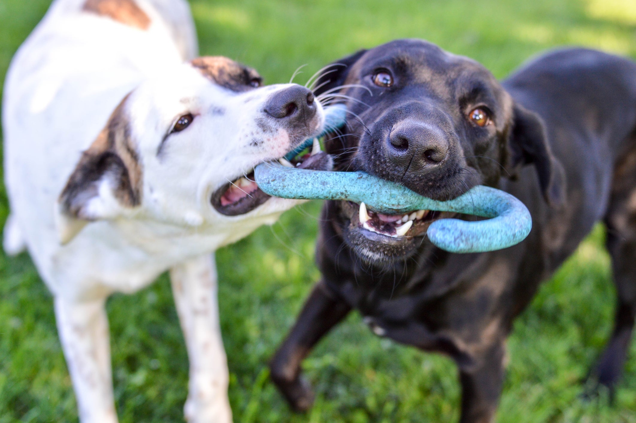 O processo de socializar cachorro com outros cães deve começar o quanto antes