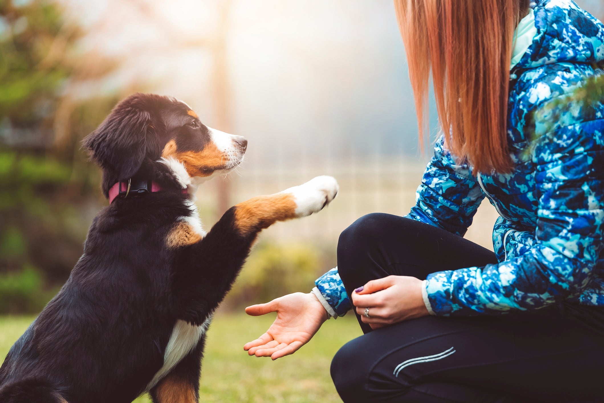 Linguagem canina: os cachorros também têm seu jeitinho próprio de demonstrar afeto
