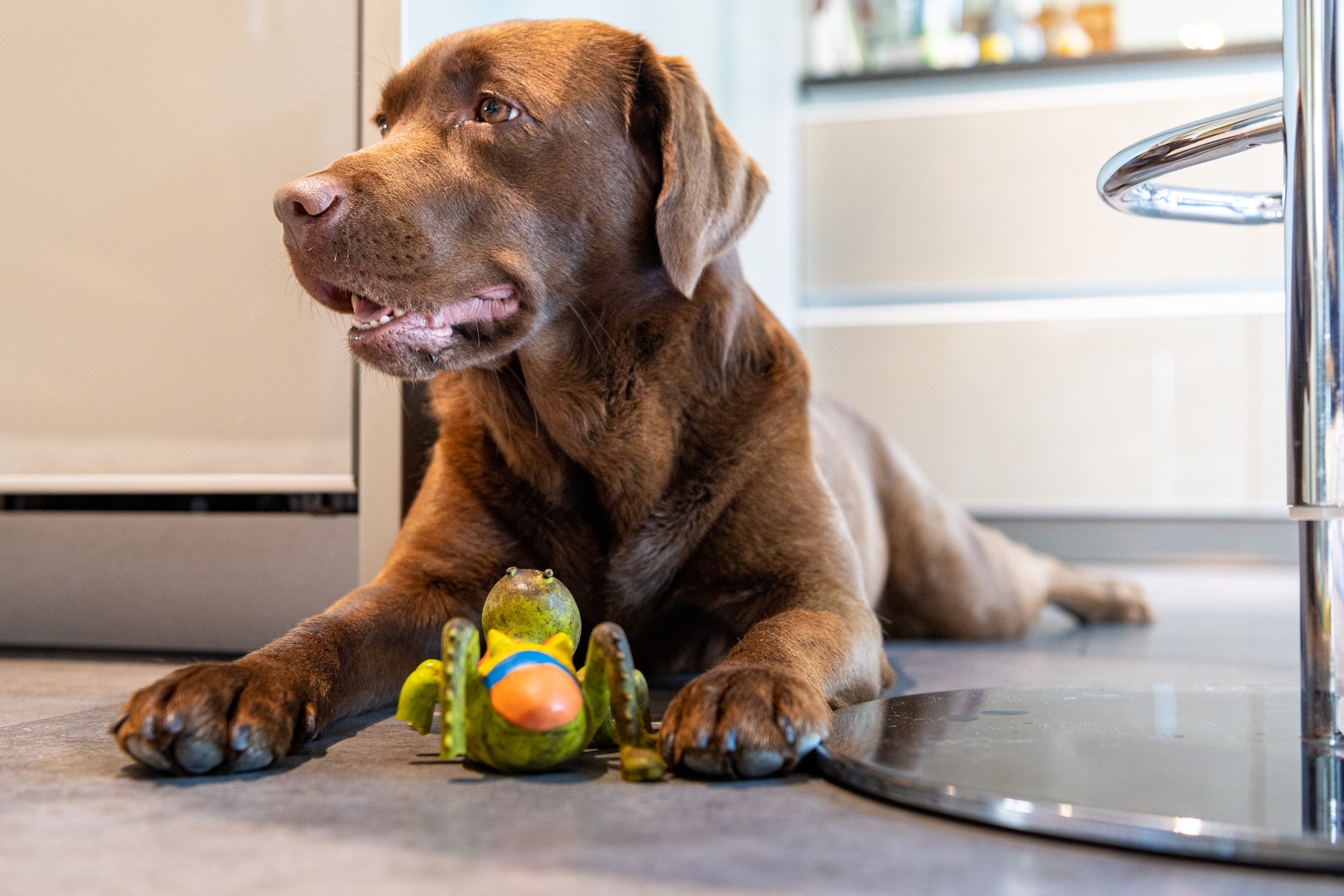 O Labrador é tão dócil e inteligente que é uma das raças mais indicadas para trabalhar como cão-guia