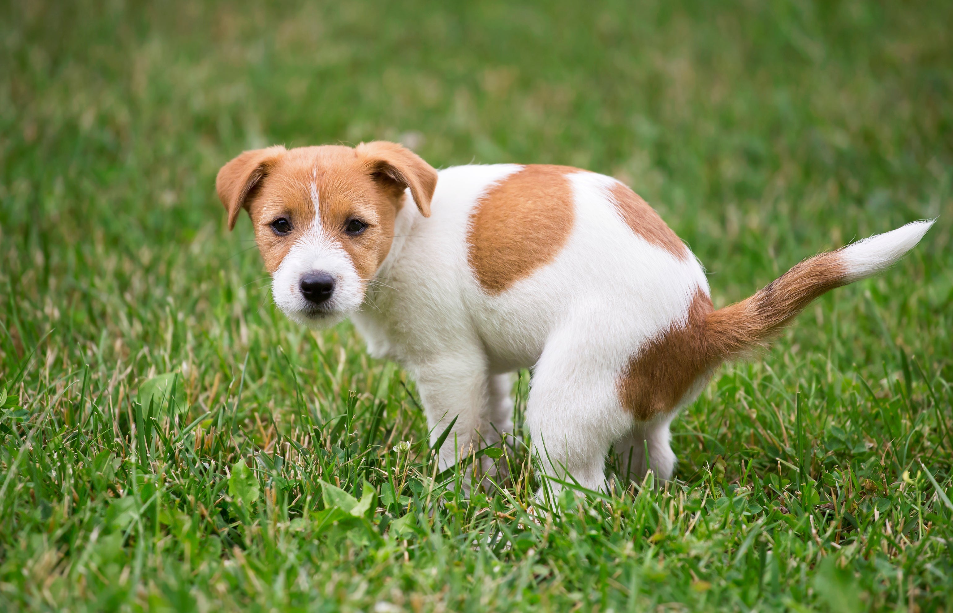 O comportamento canino de girar várias vezes antes de fazer cocô tem a ver com o campo magnético da Terra