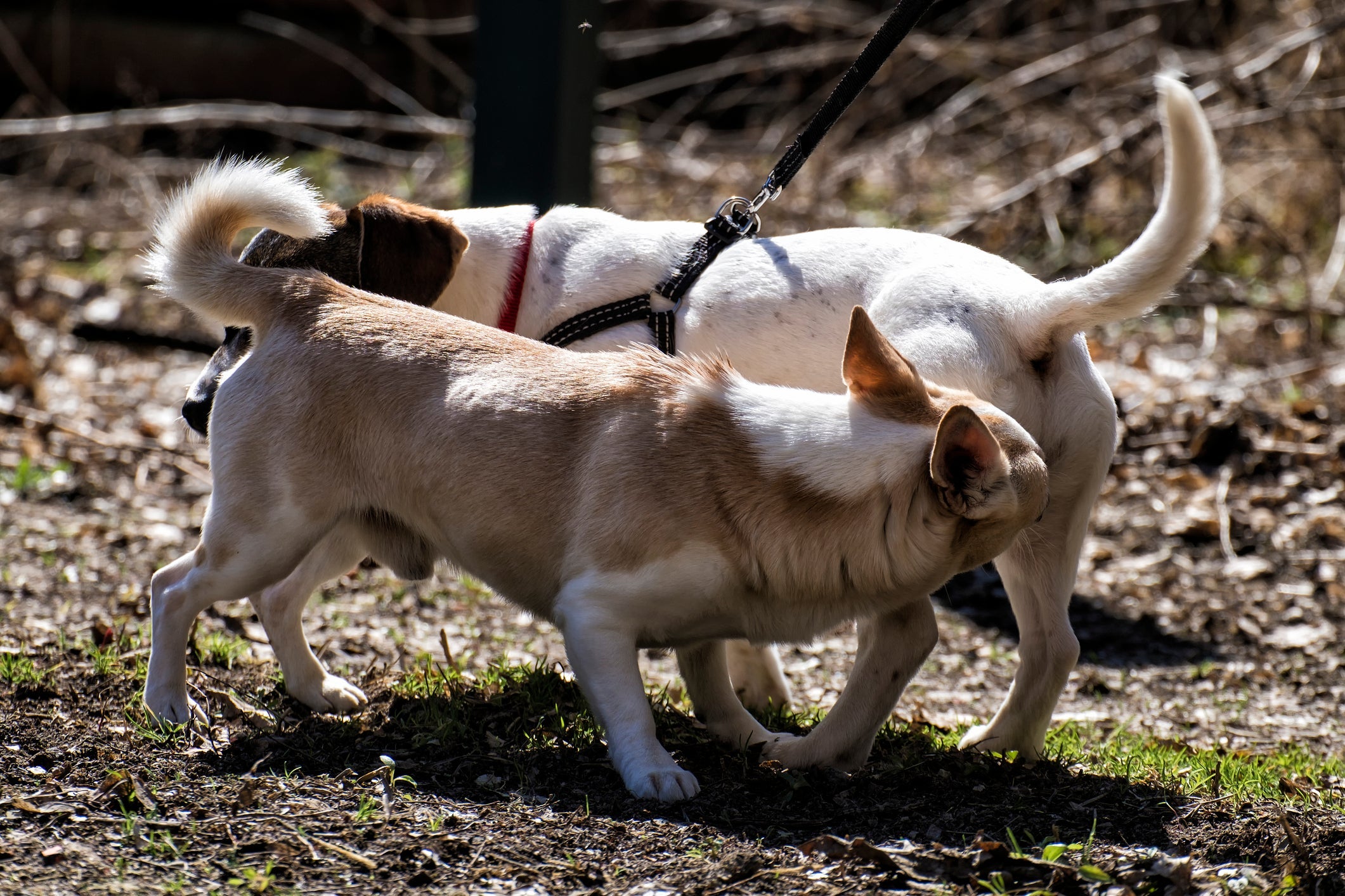 O cachorro cheirando o rabo do outro é uma forma de cumprimento