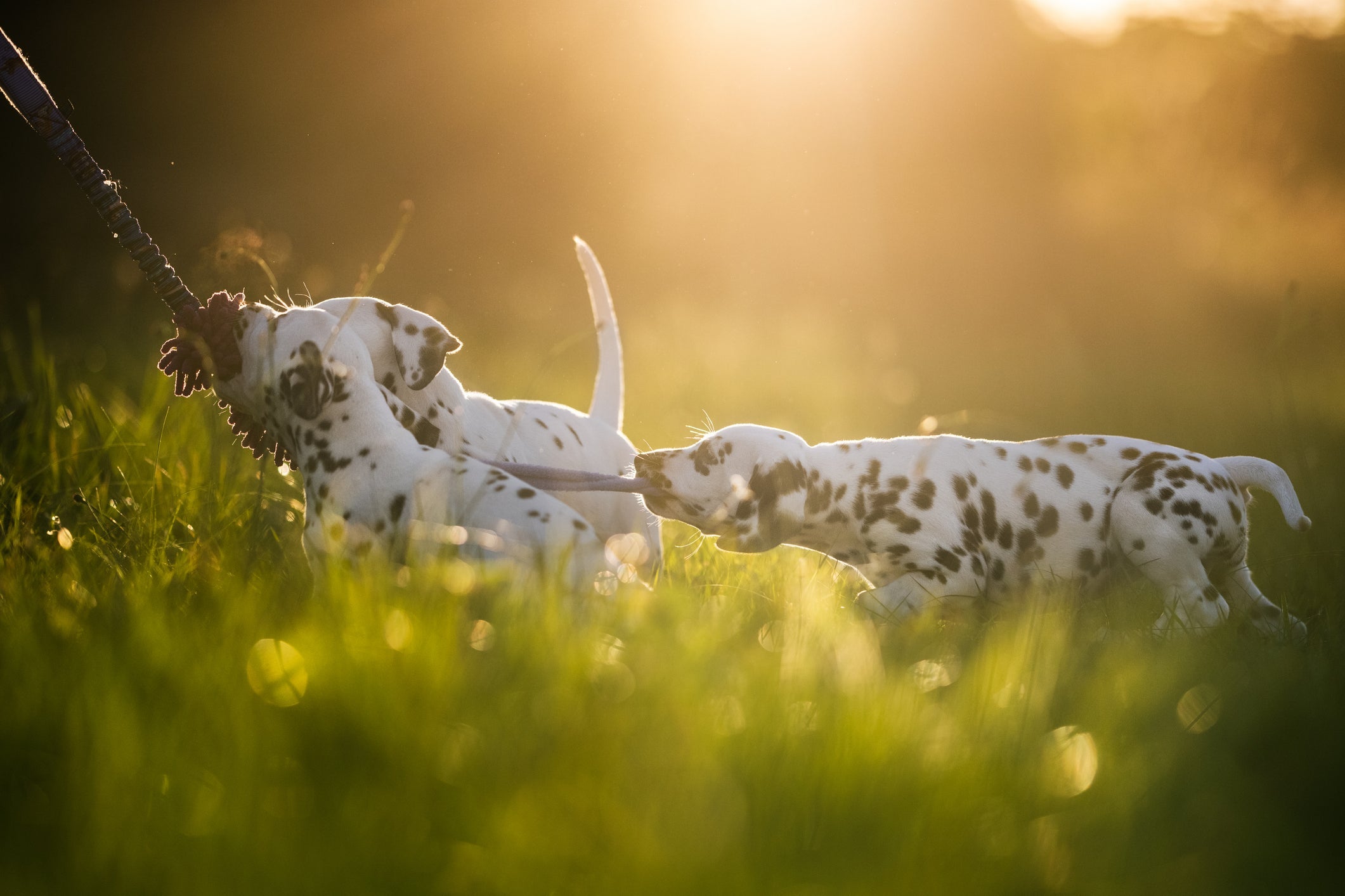 Como socializar cachorros: deixe que eles se aproximem sem a guia, mas ainda com supervisão